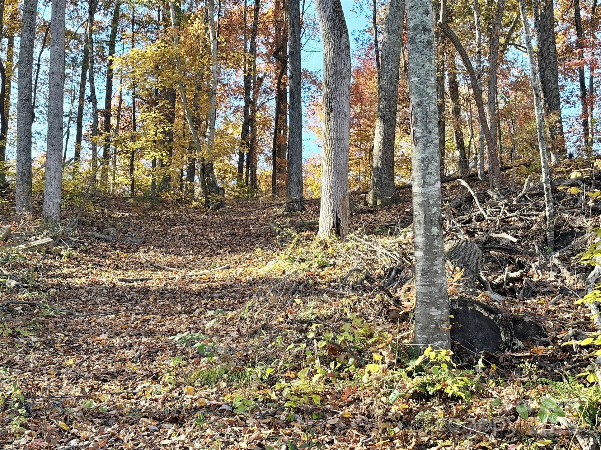 99999 Dix Creek No 1 Road - Photo 4