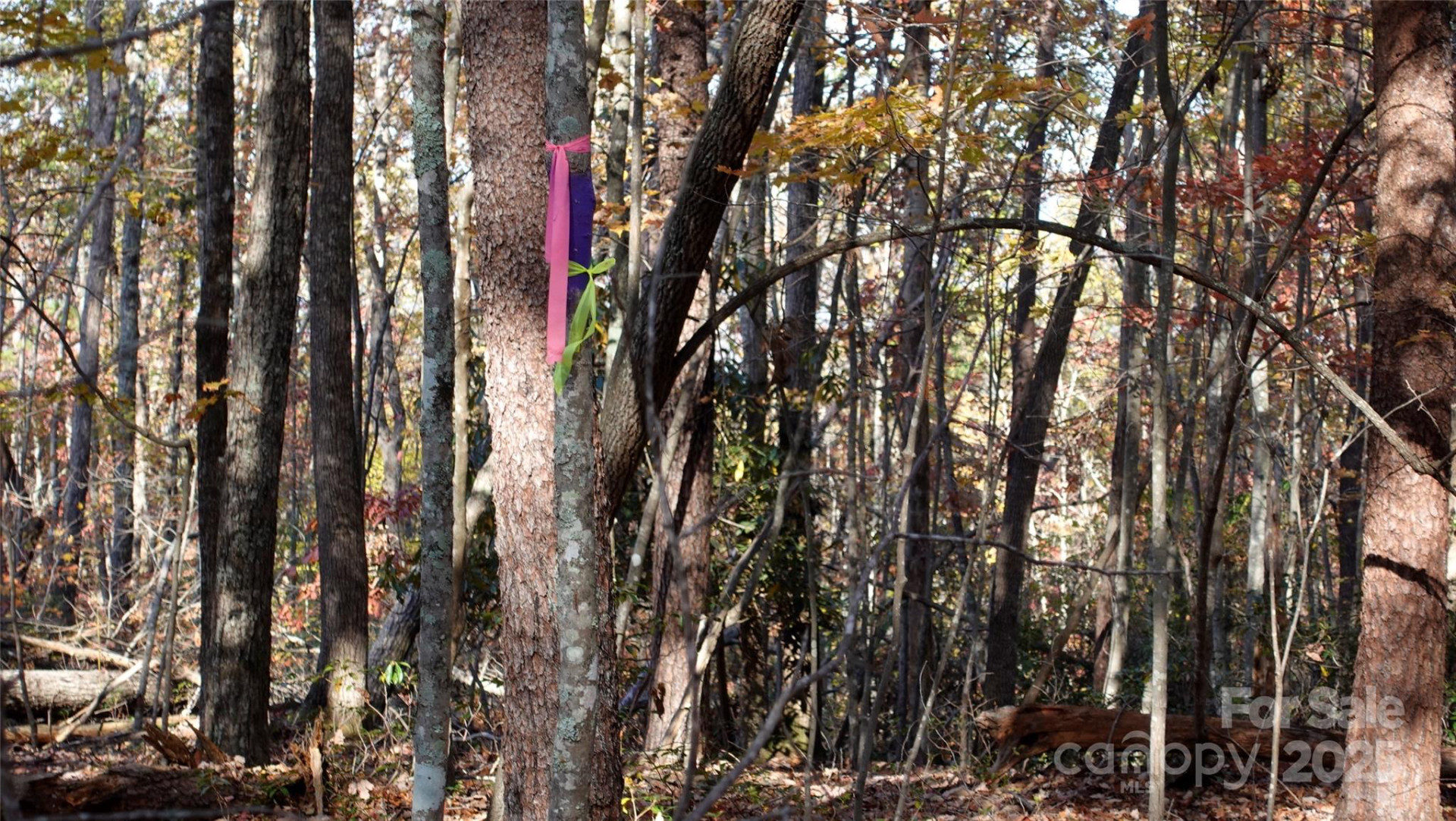 00 Lytle Mountain Road - Photo 3