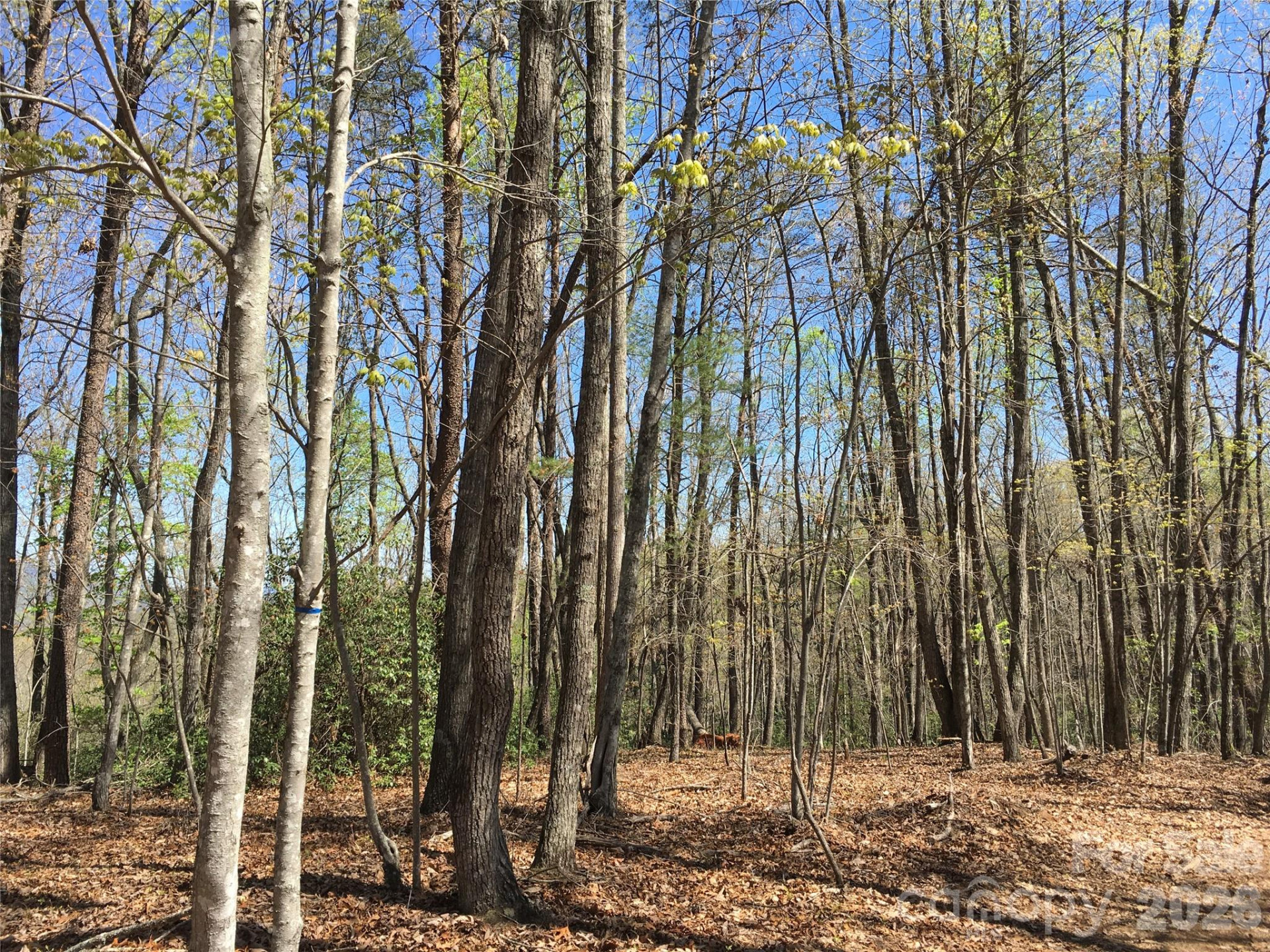 00 Lytle Mountain Road - Photo 53