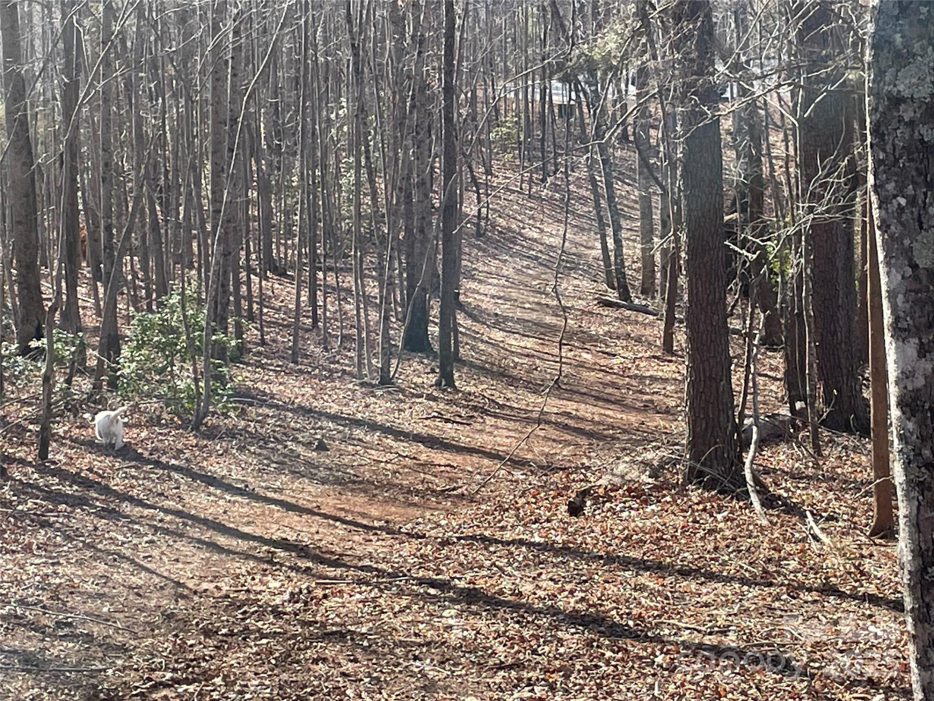 TBD Cross Creek Trail - Photo 4