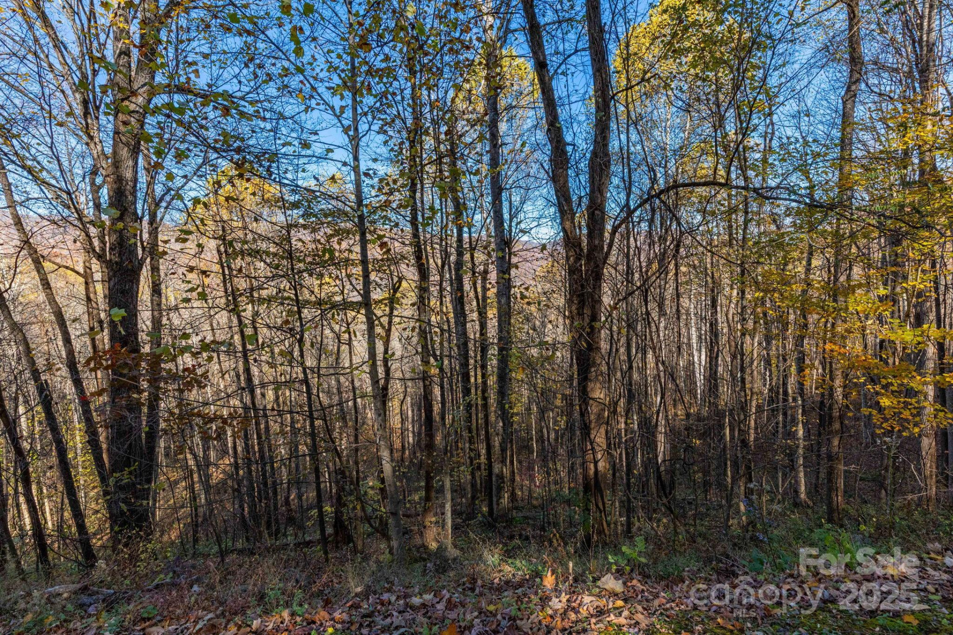 TBD Appaloosa Trail - Photo 9