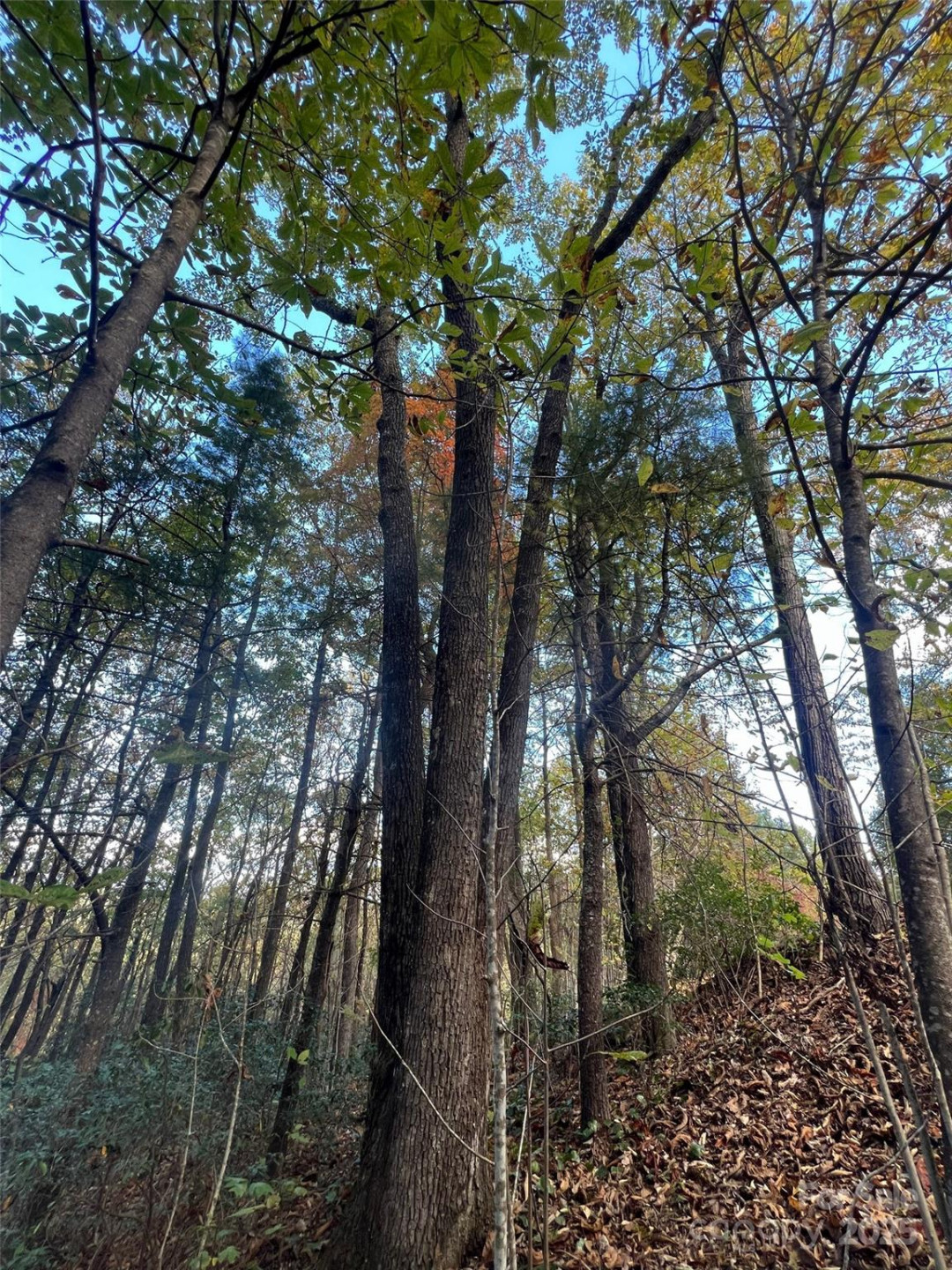 0 Wild Magnolia Way #46 - Photo 11