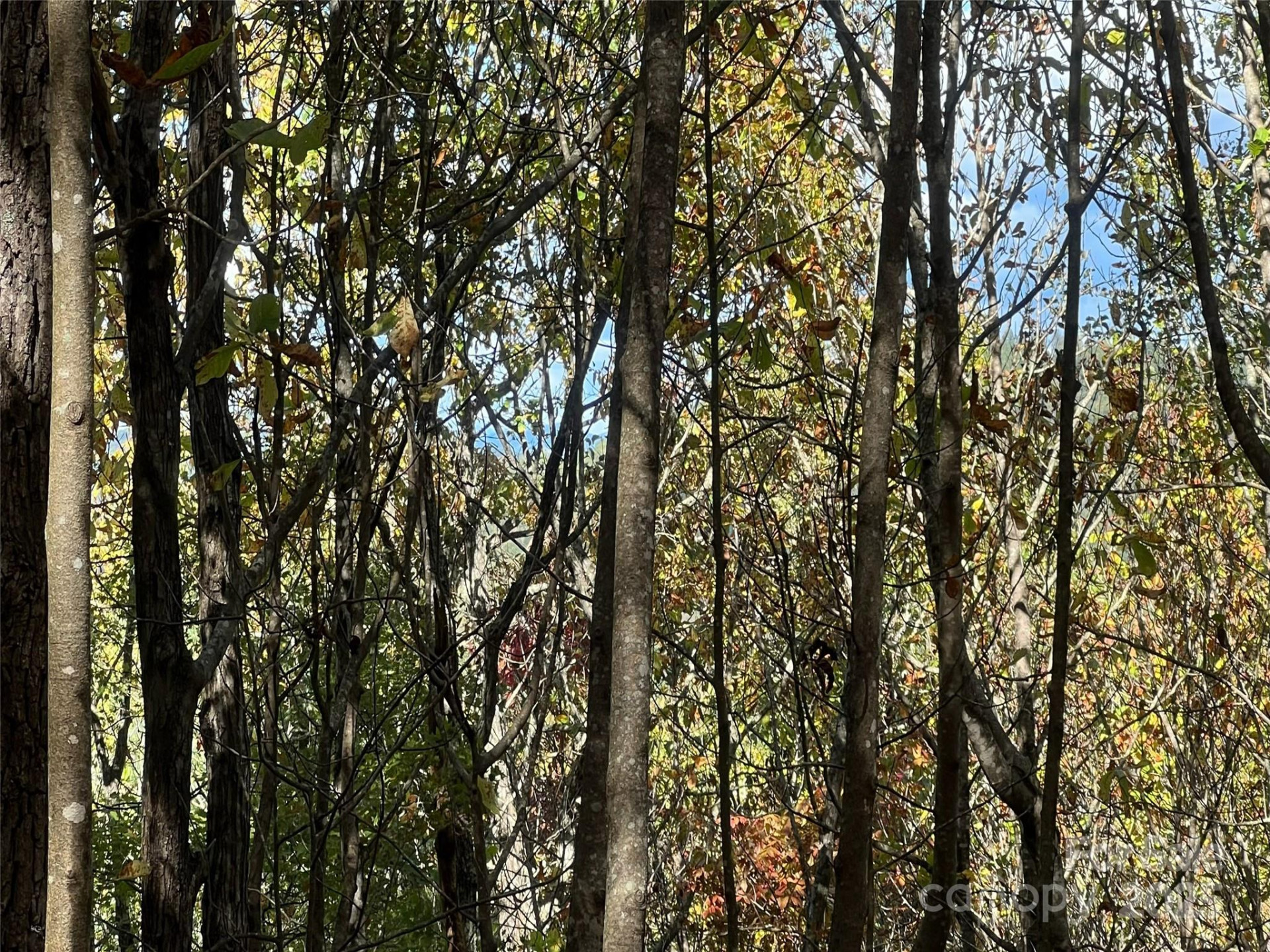 0 Wild Magnolia Way #46 - Photo 3