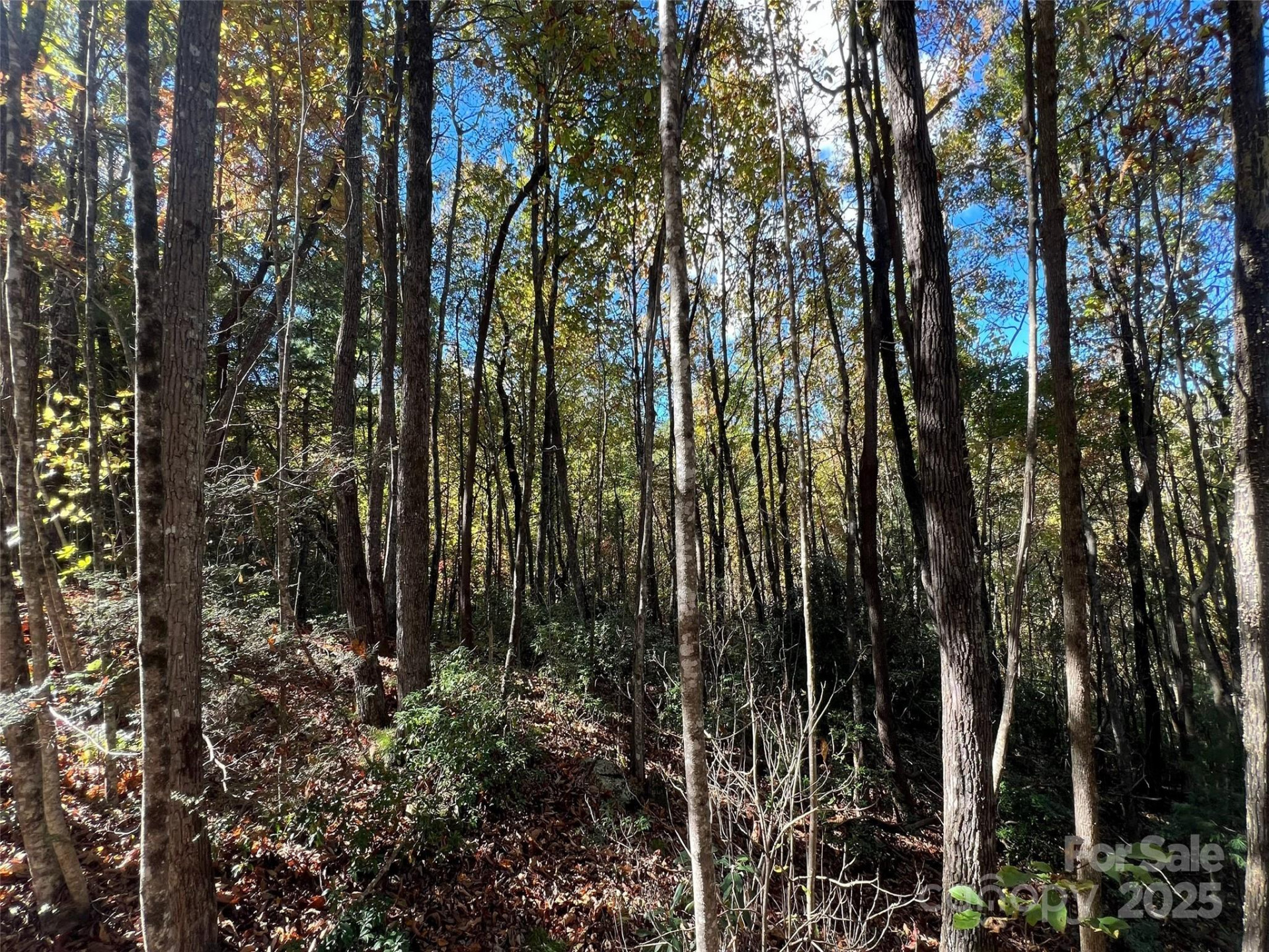 0 Wild Magnolia Way #46 - Photo 4