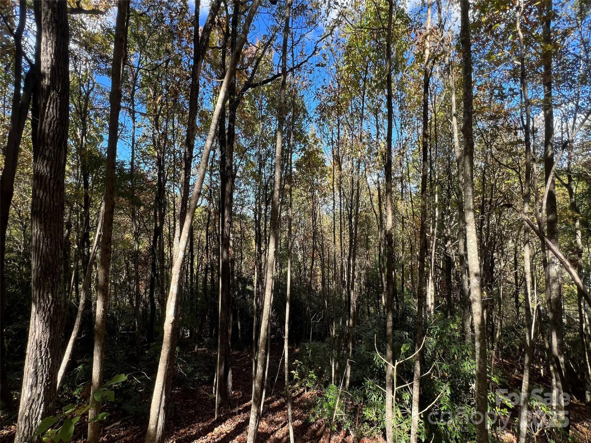 0 Wild Magnolia Way #46 - Photo 5