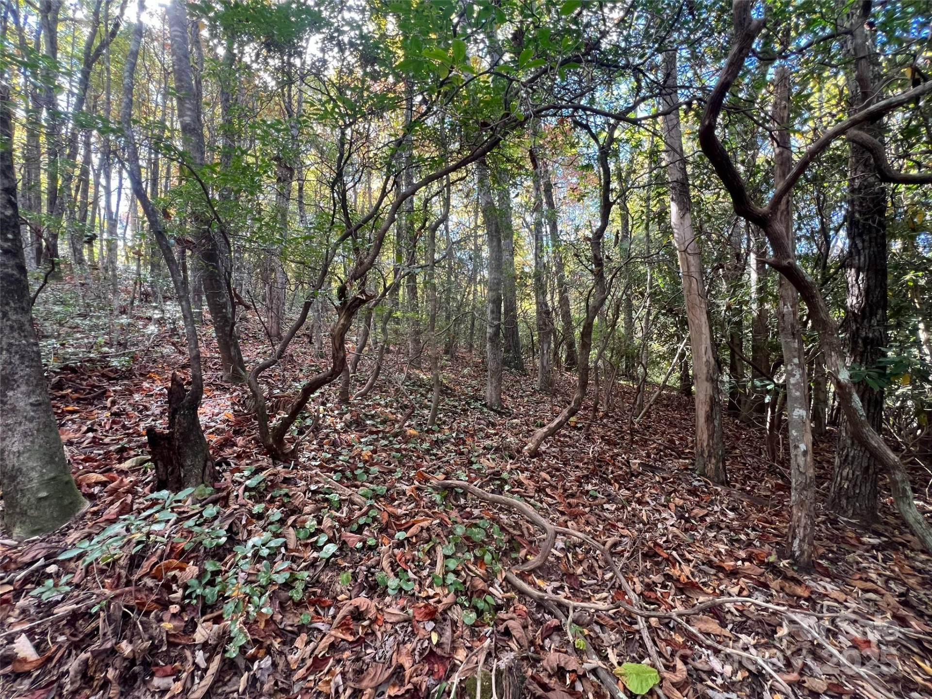 0 Wild Magnolia Way #46 - Photo 7