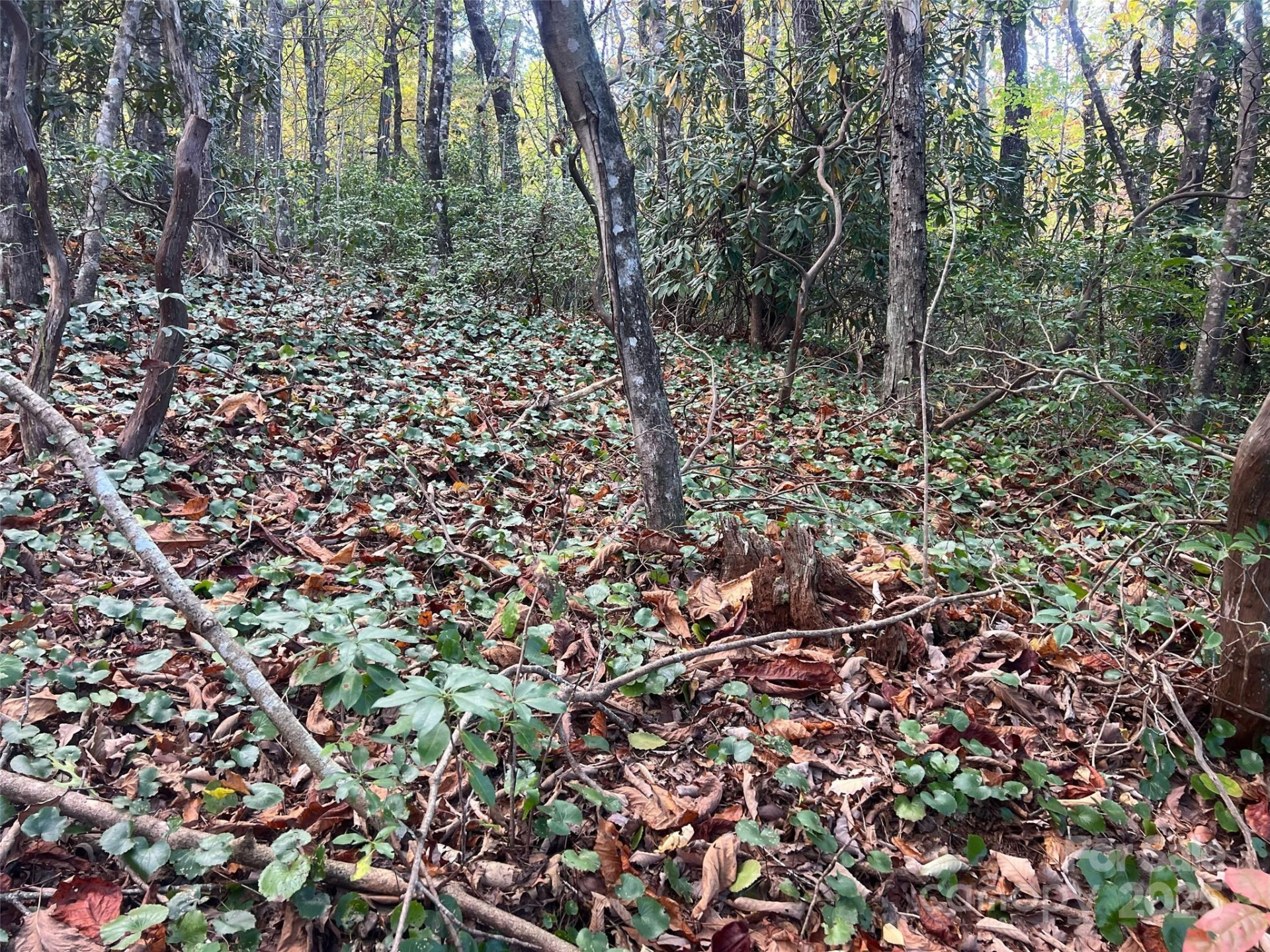 0 Wild Magnolia Way #46 - Photo 8