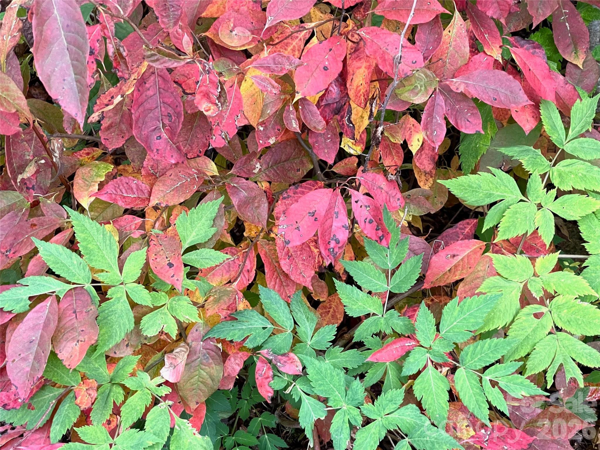 99999 Sourwood Road - Photo 29