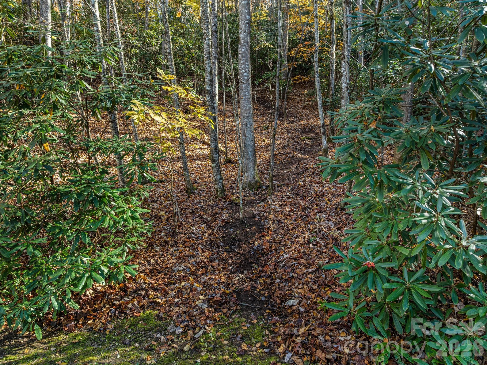 241 Skye Drive - Photo 4