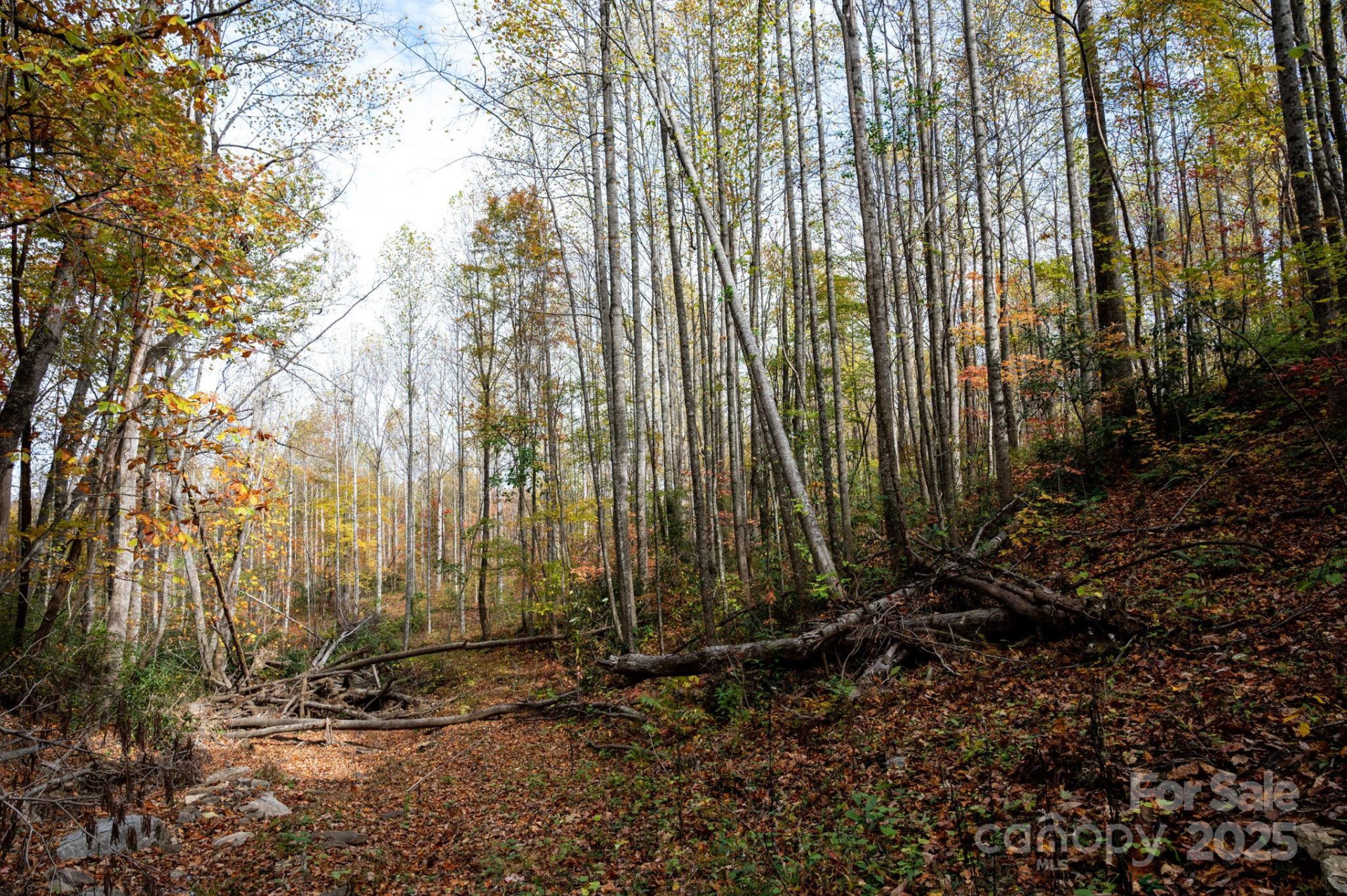 4B LOWER FLAT CREEK Road - Photo 14