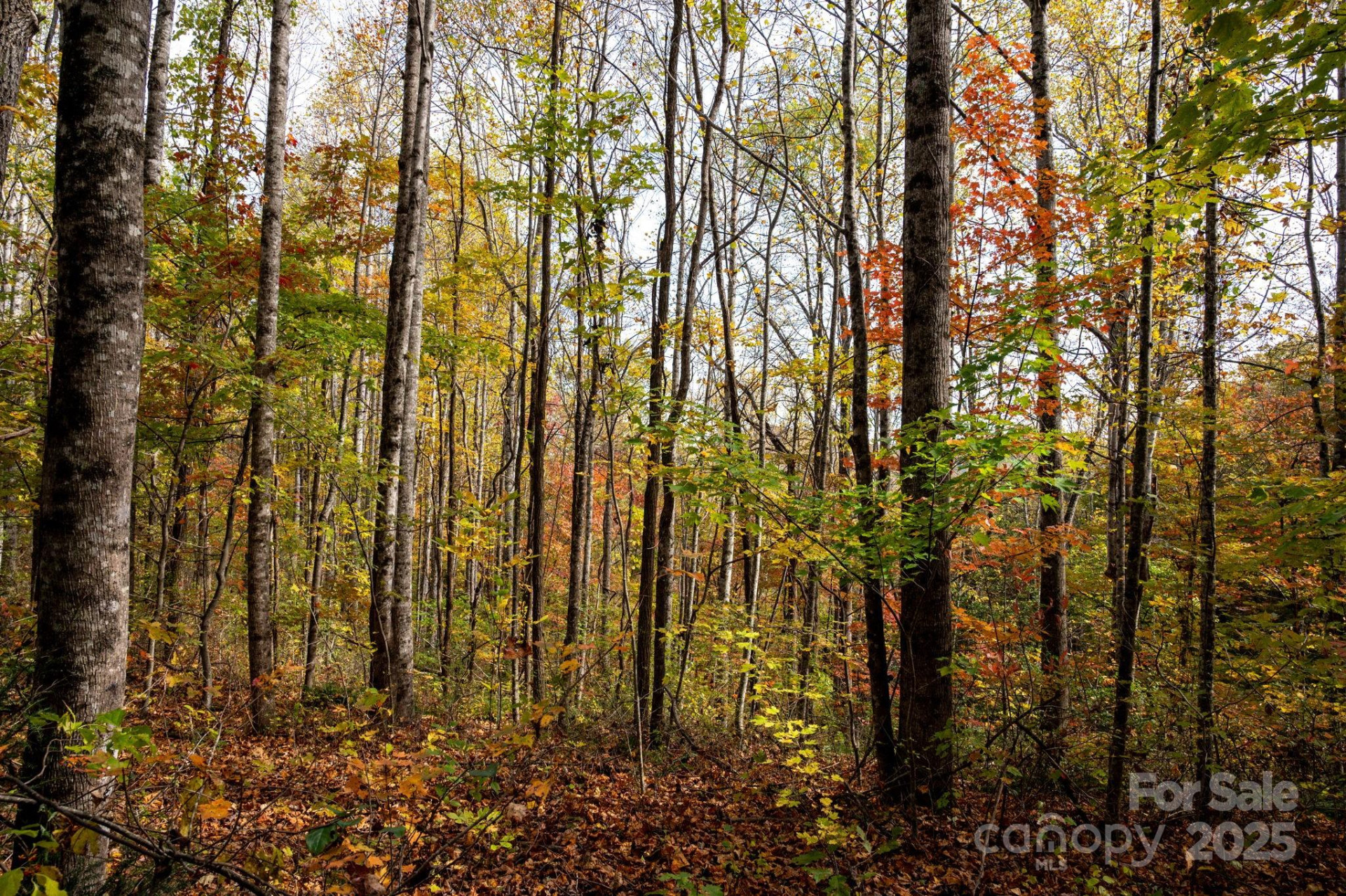 4B LOWER FLAT CREEK Road - Photo 5