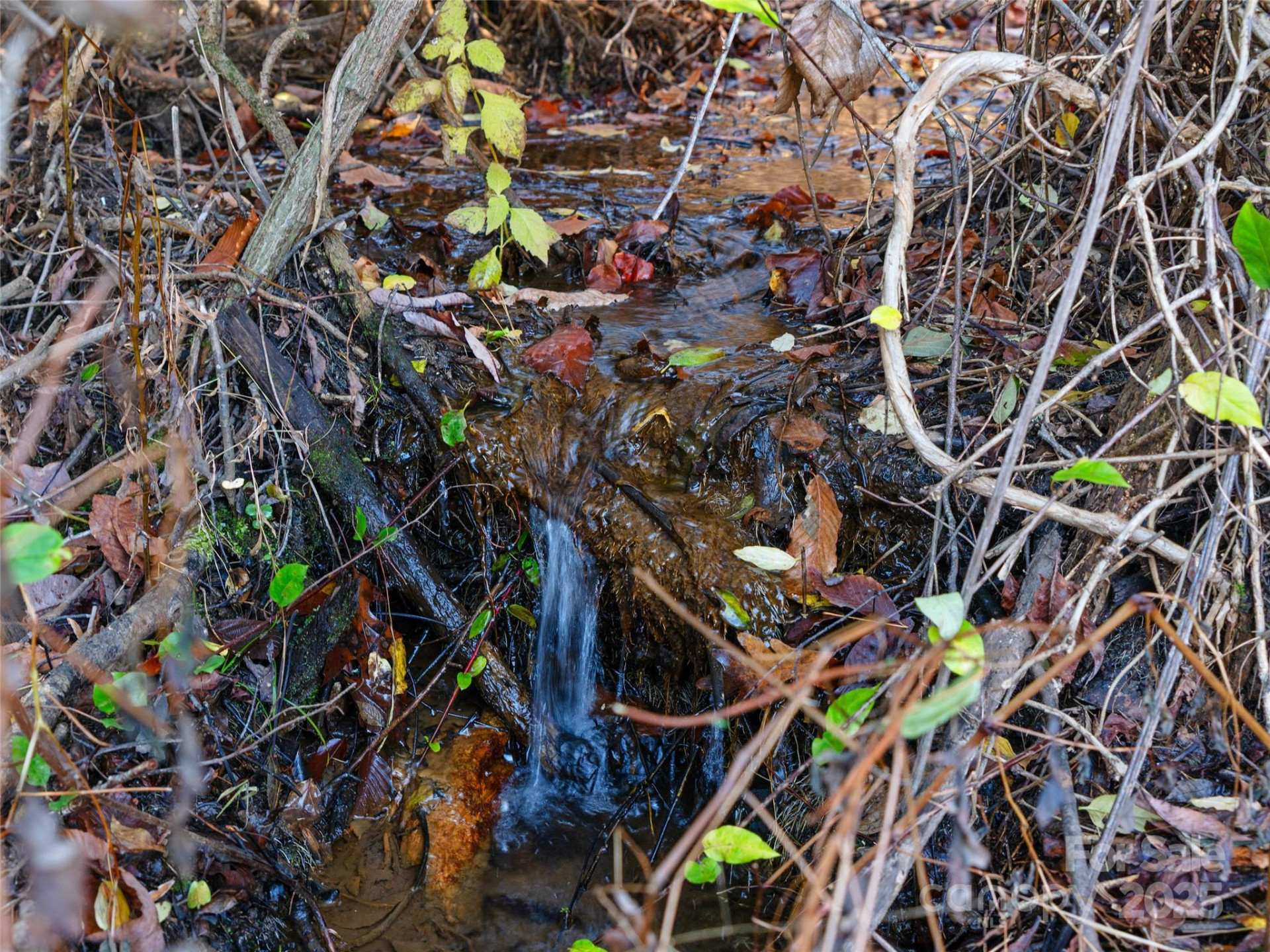 321 Lyle Lane - Photo 11