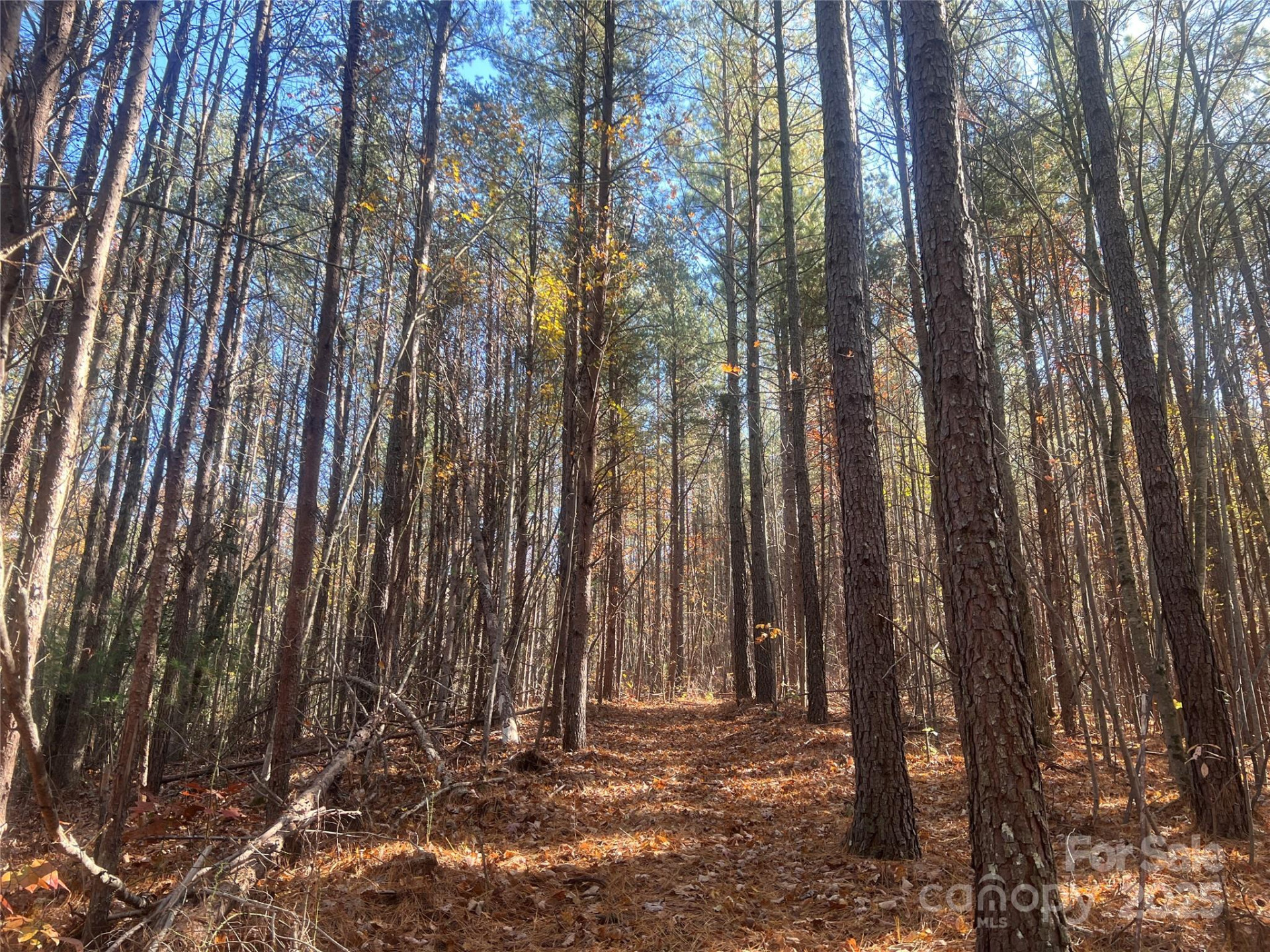 00 North Fork Road - Photo 11