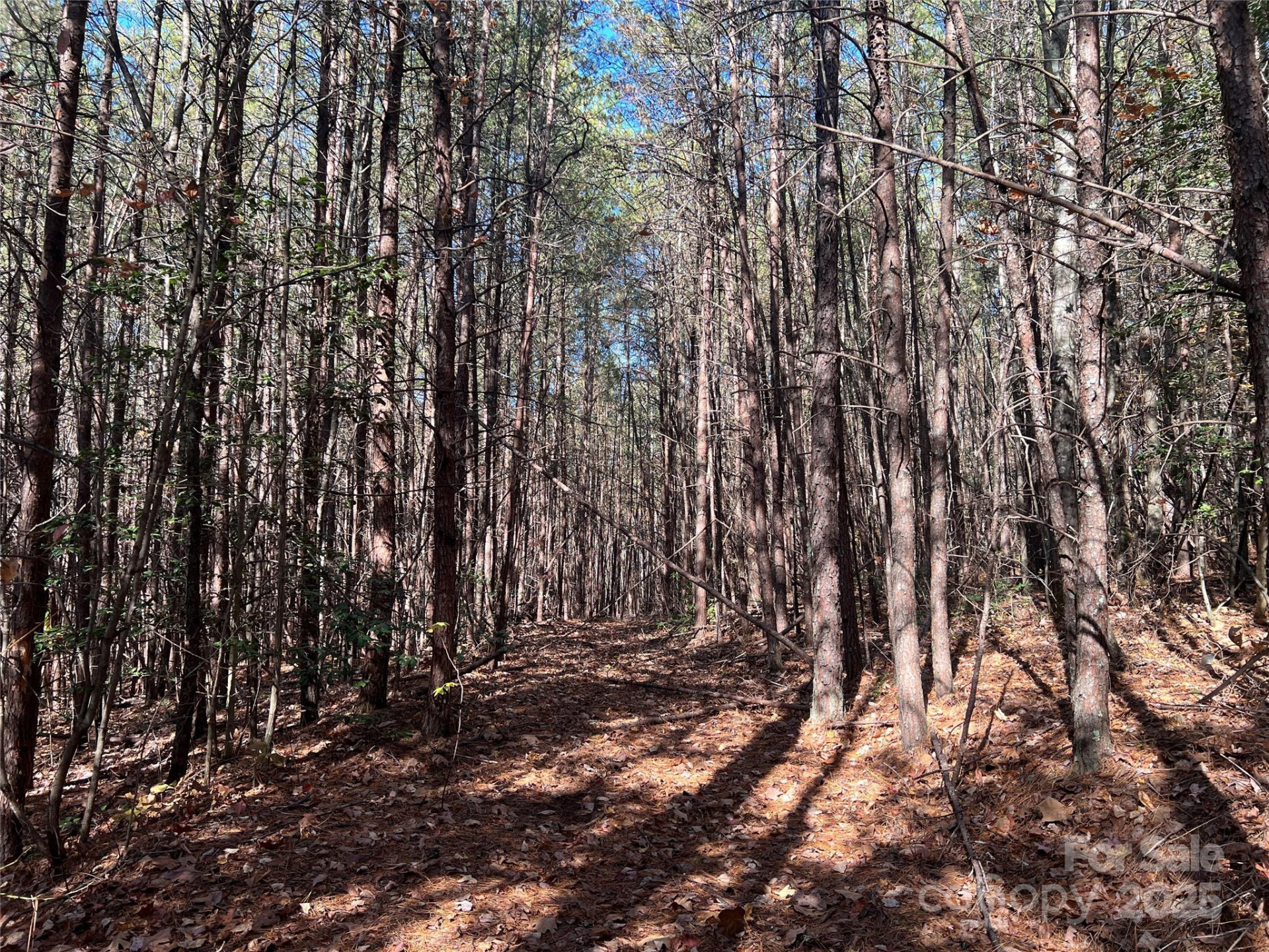 00 North Fork Road - Photo 5
