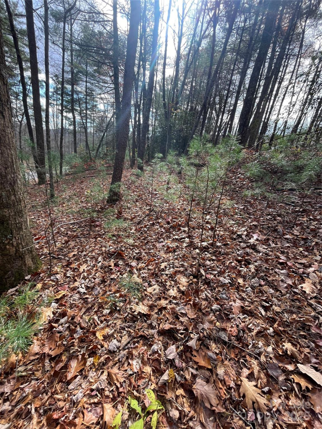 00 Pinnacle Falls Lane - Photo 5