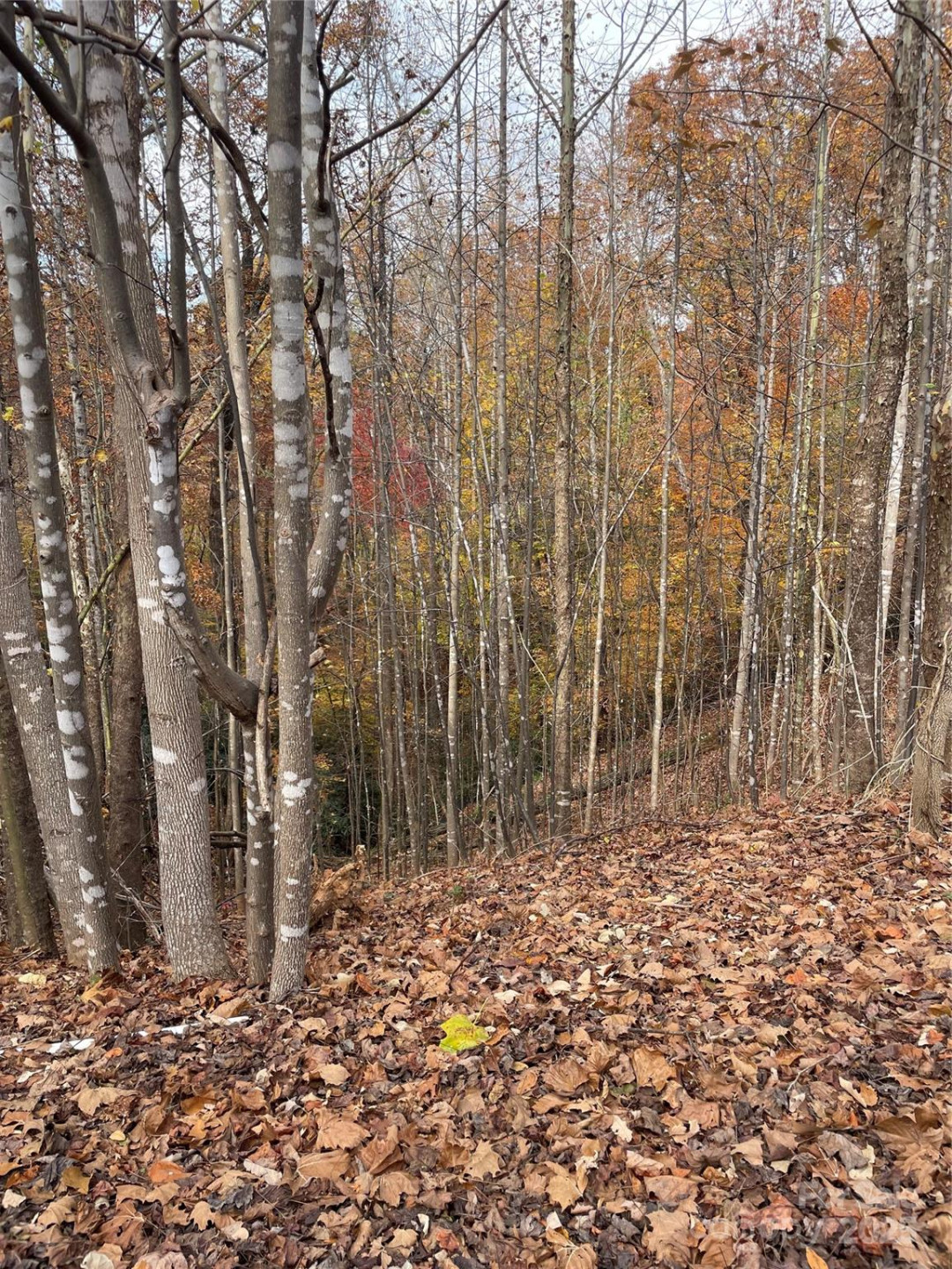 V/L Lot 72 & 170 Black Lark Drive - Photo 12