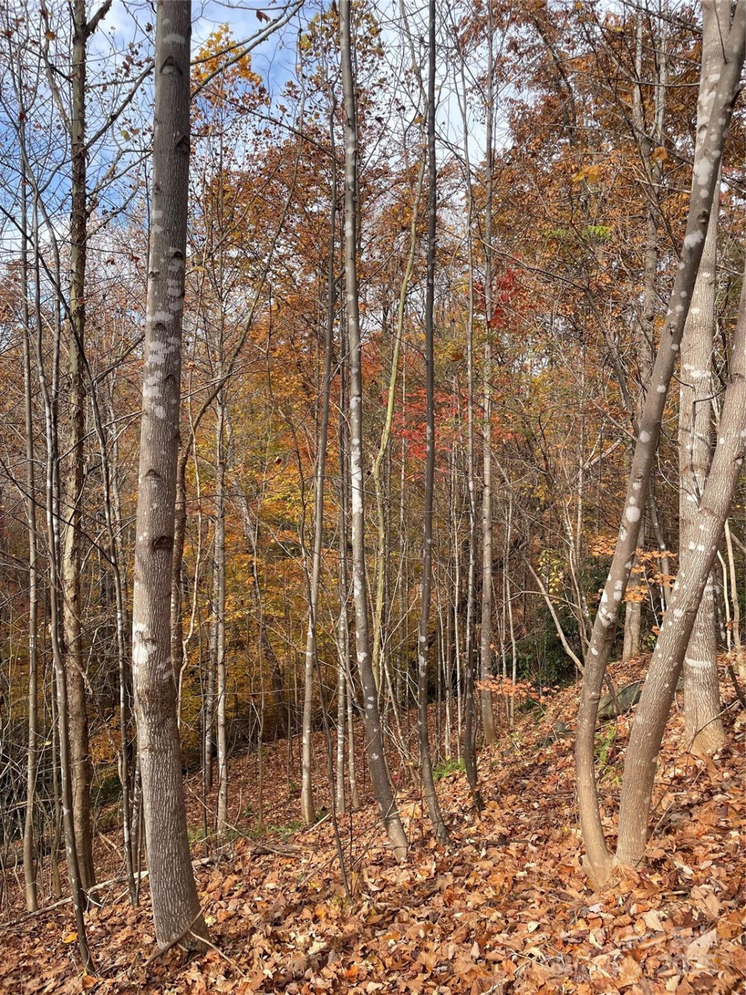 V/L Lot 72 & 170 Black Lark Drive - Photo 13