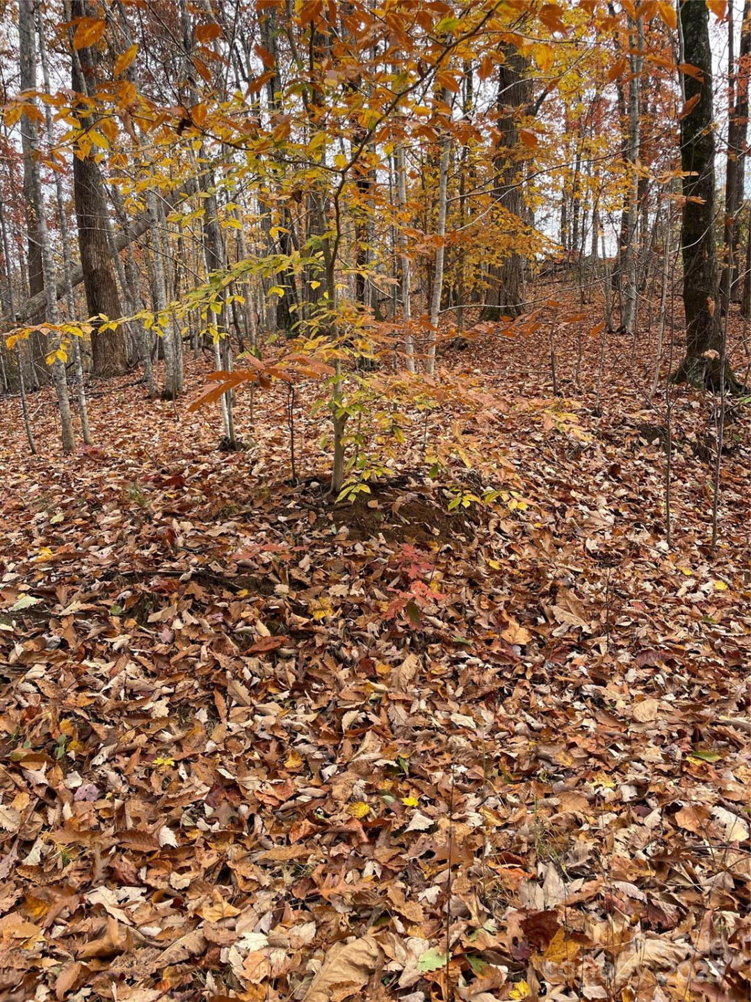 V/L Lot 72 & 170 Black Lark Drive - Photo 27