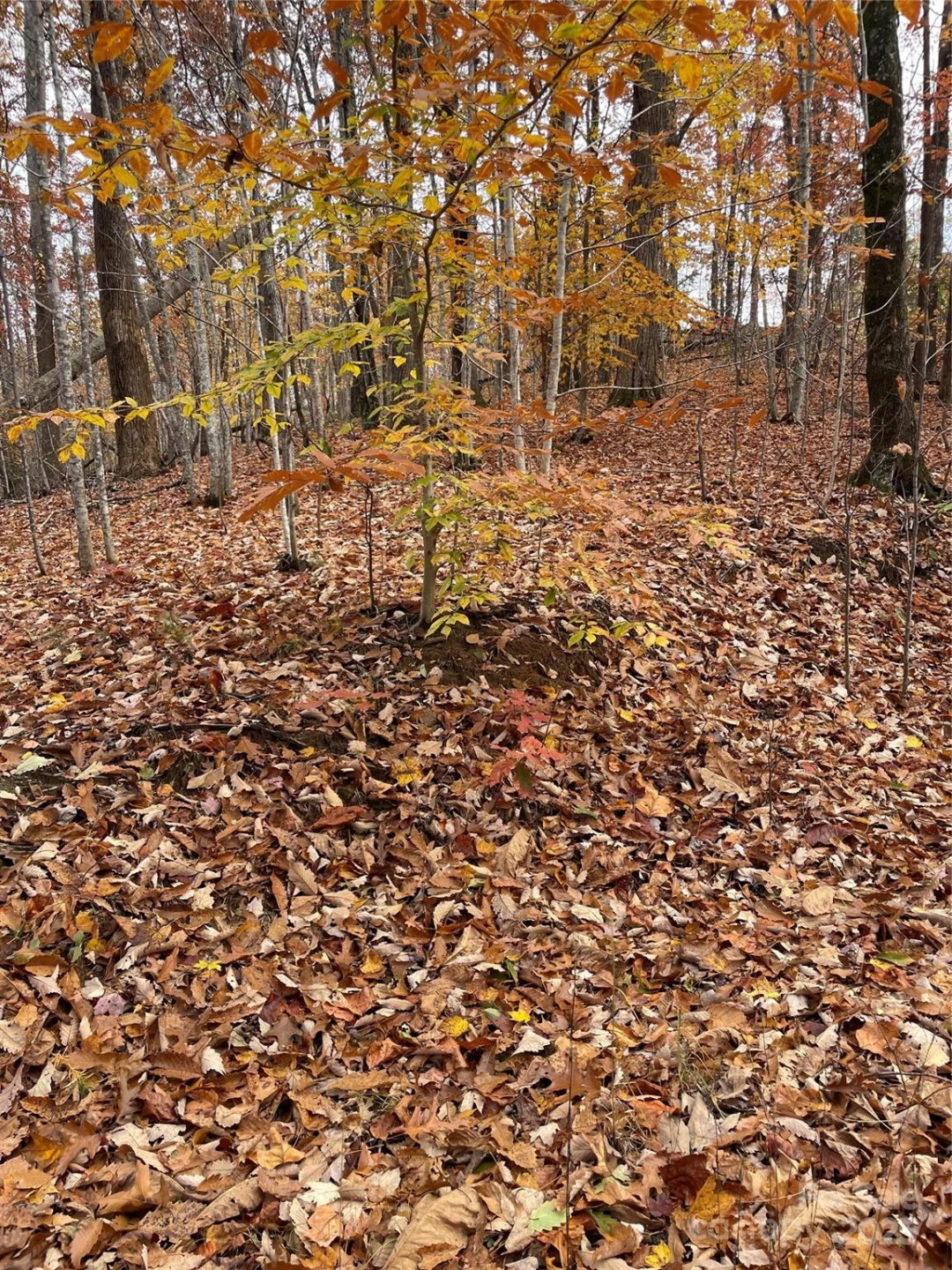 V/L Lot 72 & 170 Black Lark Drive - Photo 27