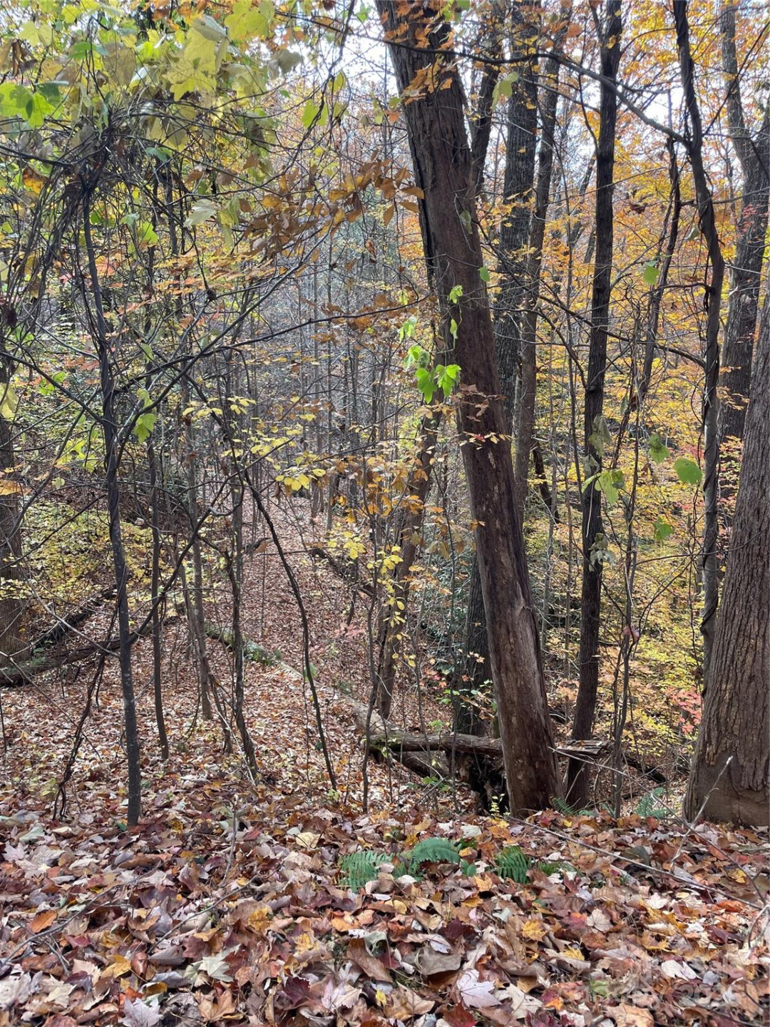 V/L Lot 72 & 170 Black Lark Drive - Photo 35