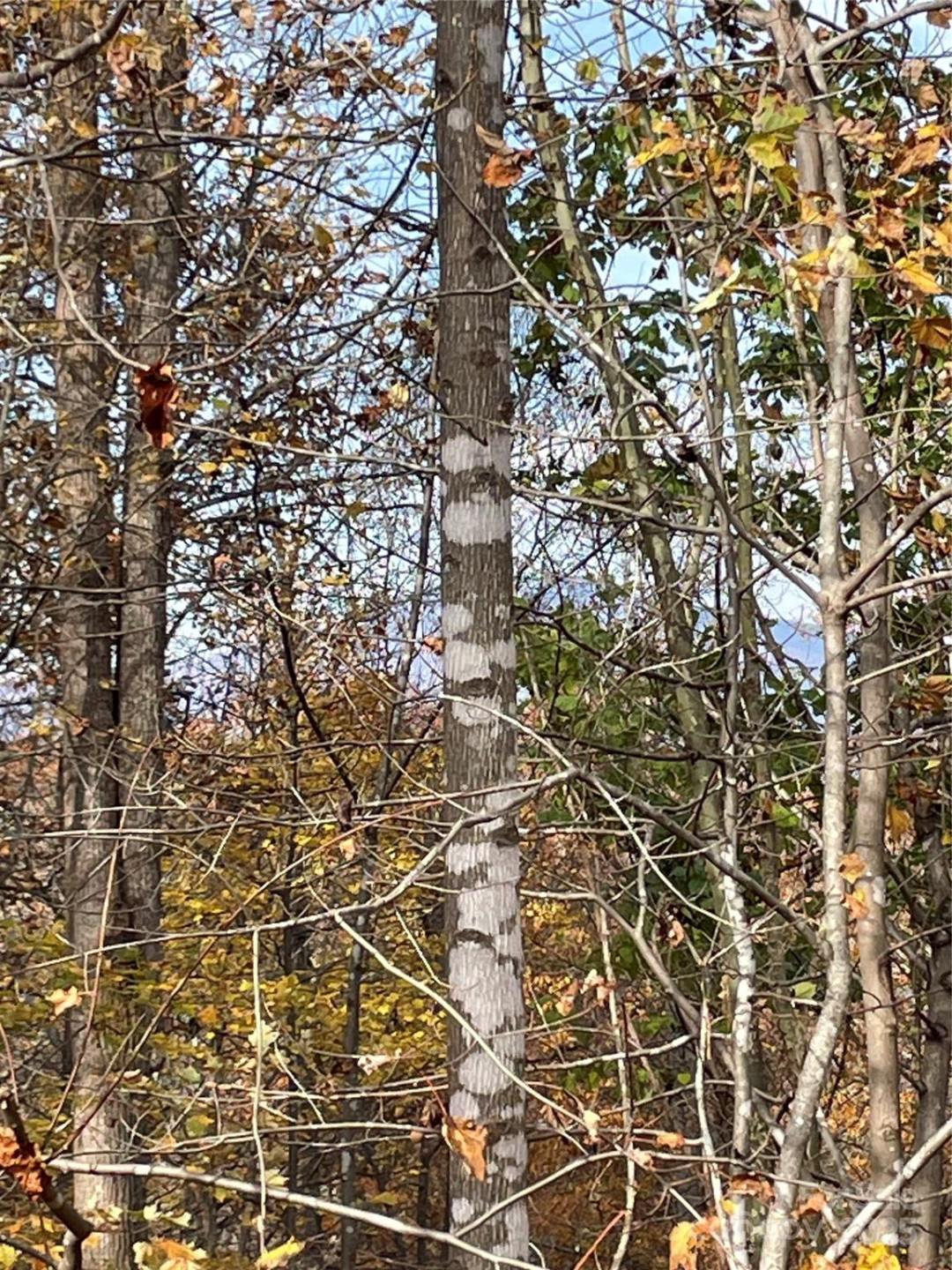 V/L Lot 72 & 170 Black Lark Drive - Photo 38