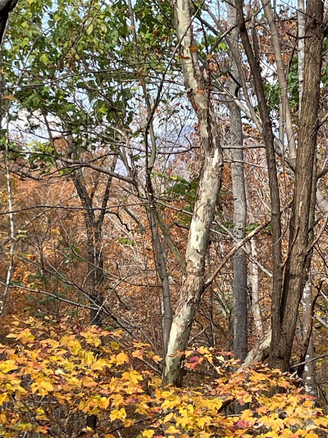 V/L Lot 72 & 170 Black Lark Drive - Photo 39