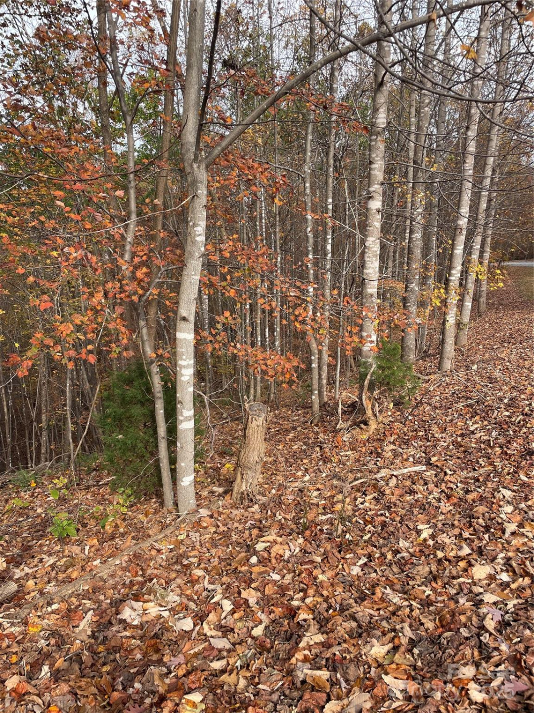 V/L Lot 72 & 170 Black Lark Drive - Photo 6