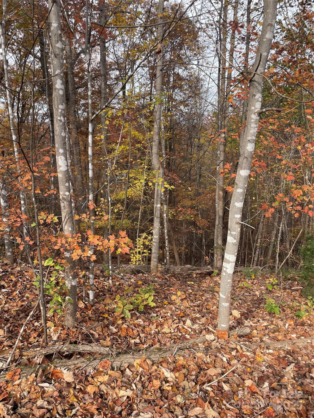 V/L Lot 72 & 170 Black Lark Drive - Photo 7