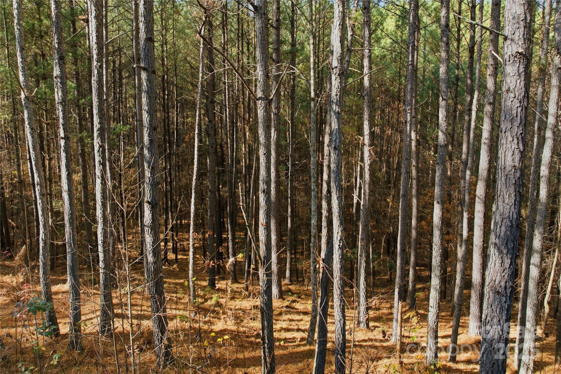 161 Settings Boulevard - Photo 4