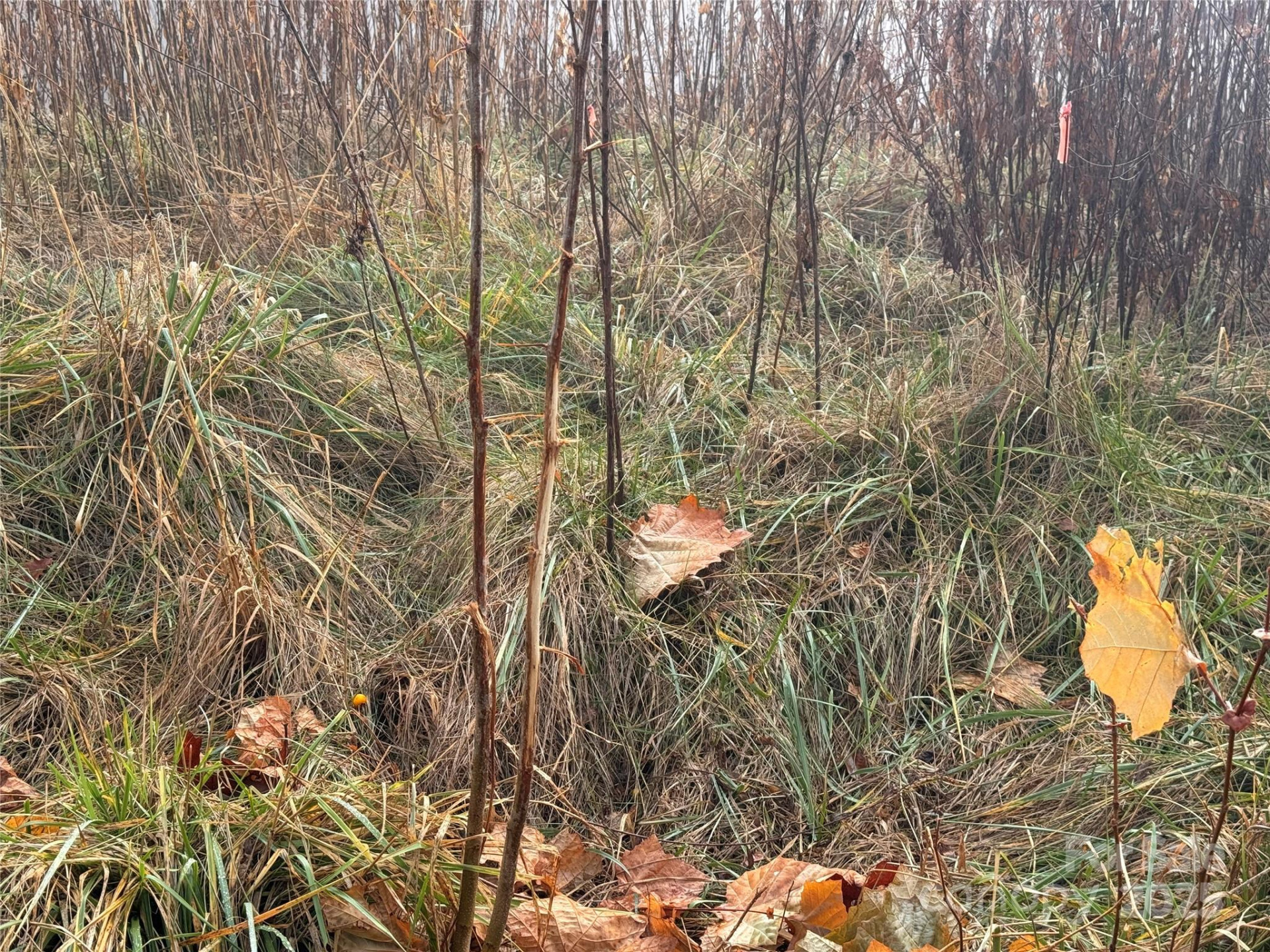 385 Fork Mountain Road - Photo 15