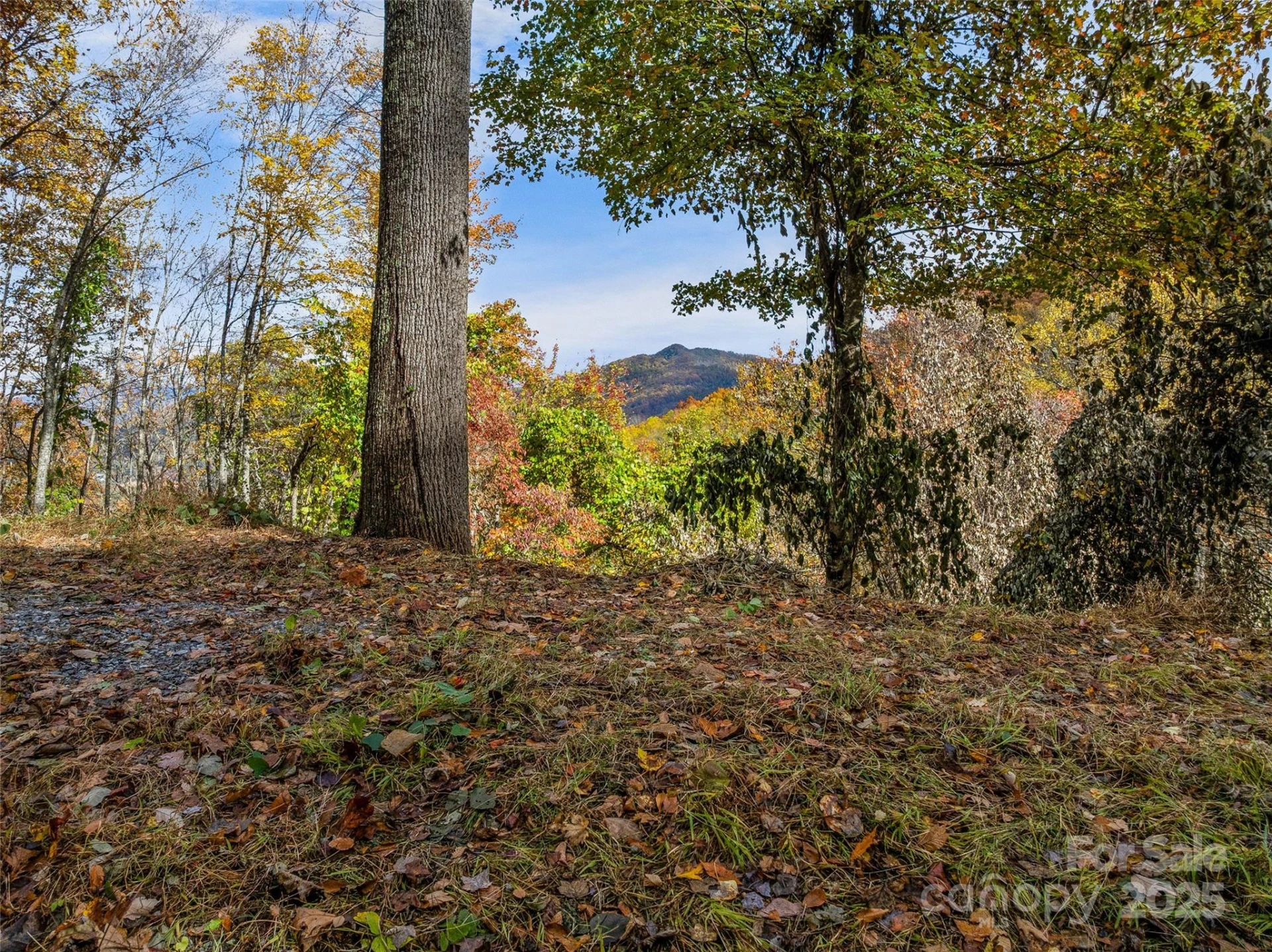 45 Flora Rose Trail - Photo 4