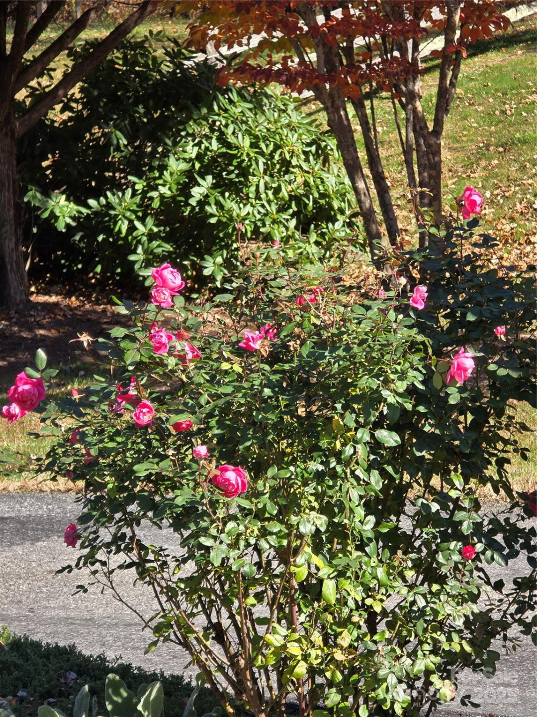 295 Feather Falls Trail #50 - Photo 13