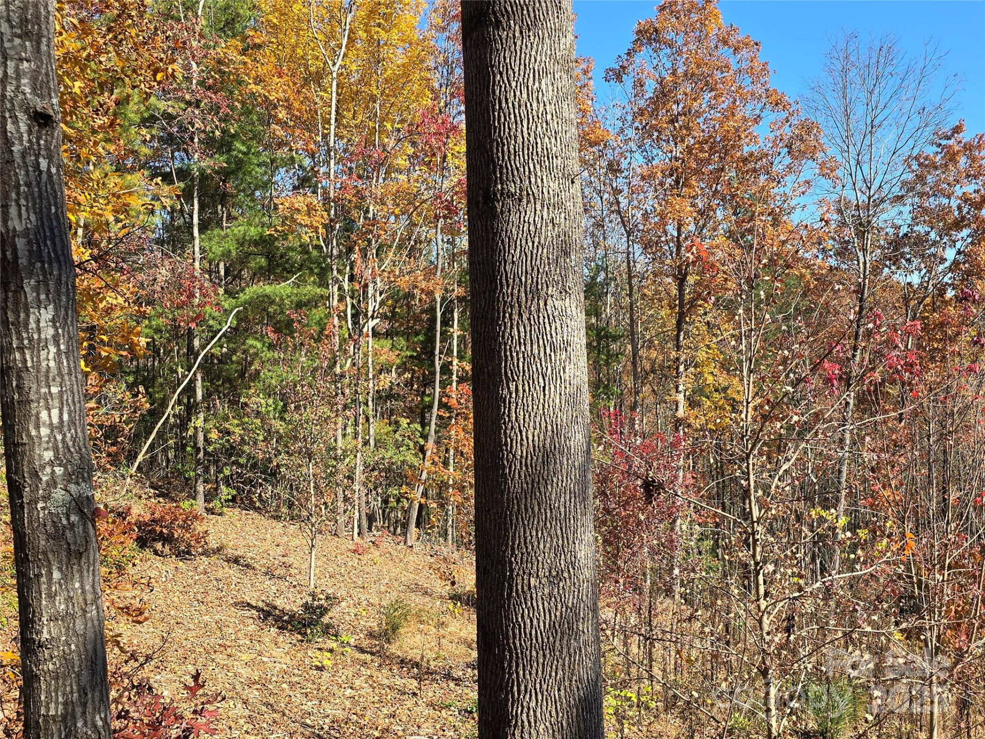 295 Feather Falls Trail #50 - Photo 7