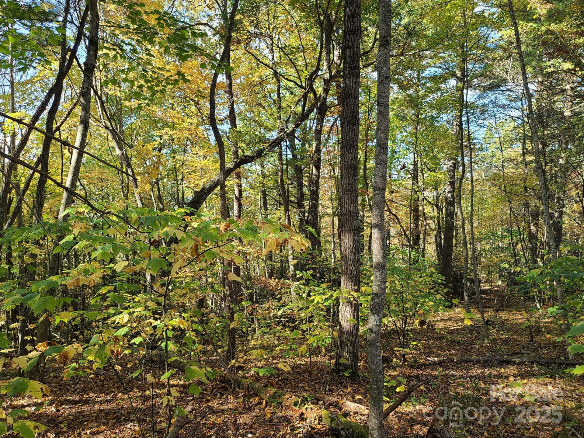 Tracts 2A & 2B Rabbit Skin Road - Photo 11