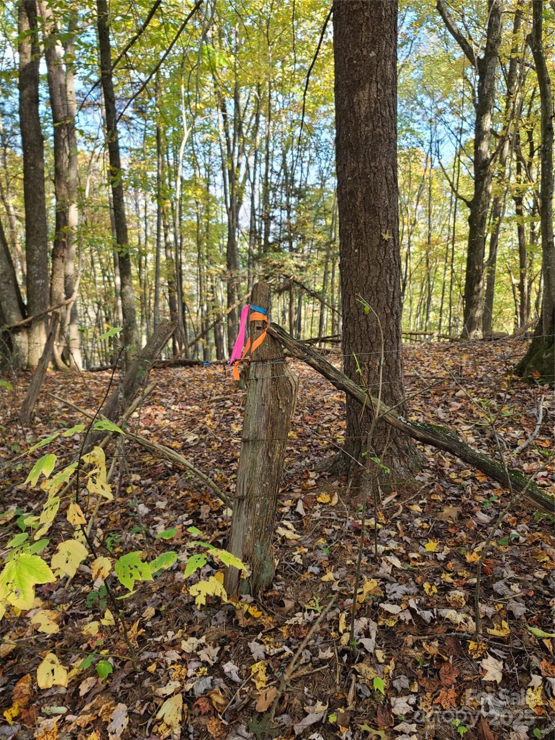Tracts 2A & 2B Rabbit Skin Road - Photo 12