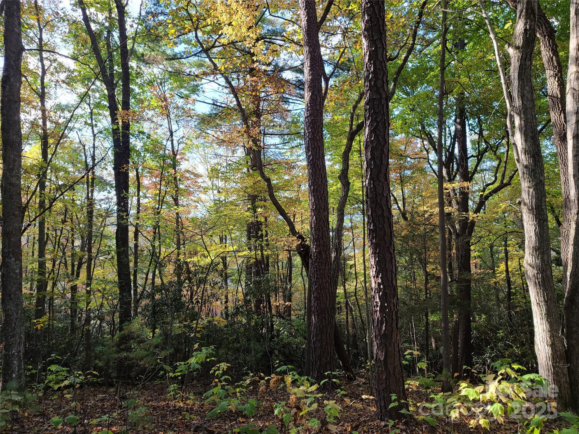 Tracts 2A & 2B Rabbit Skin Road - Photo 17