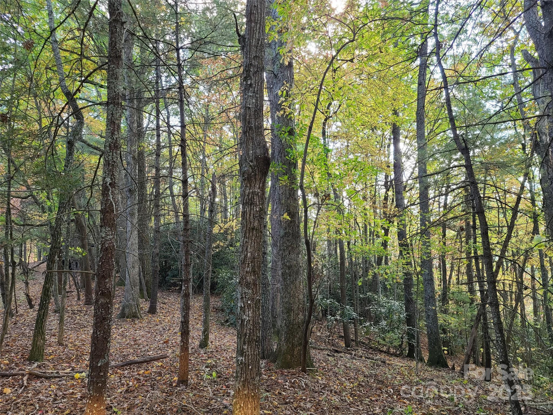 Tracts 2A & 2B Rabbit Skin Road - Photo 18