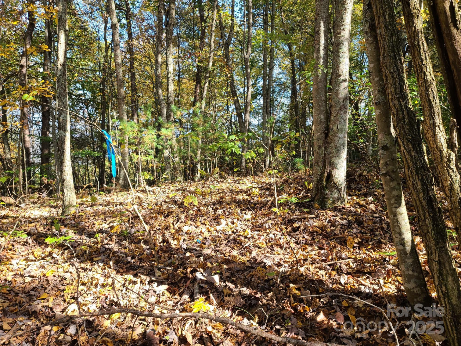 Tracts 2A & 2B Rabbit Skin Road - Photo 4