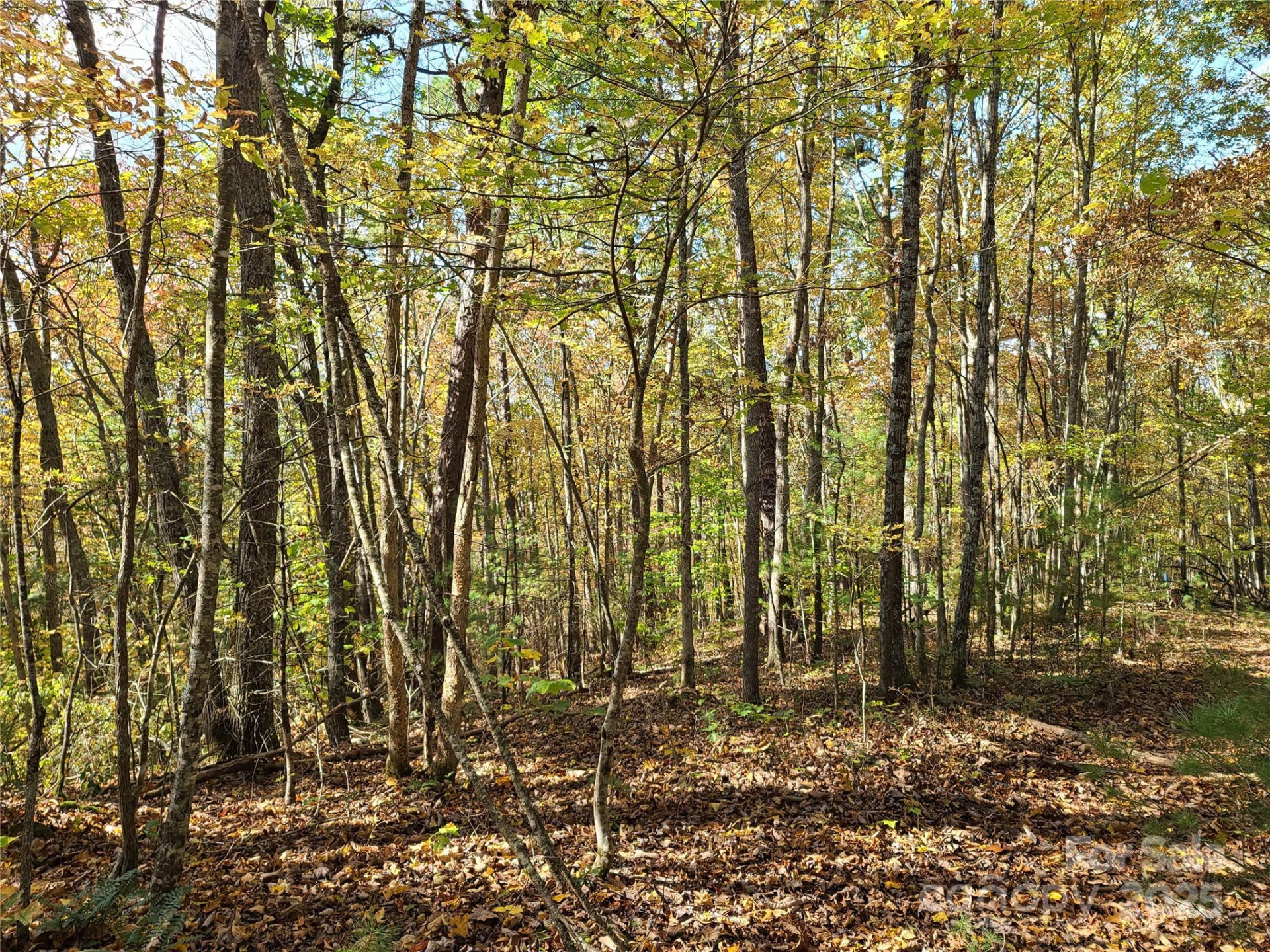 Tracts 2A & 2B Rabbit Skin Road - Photo 5