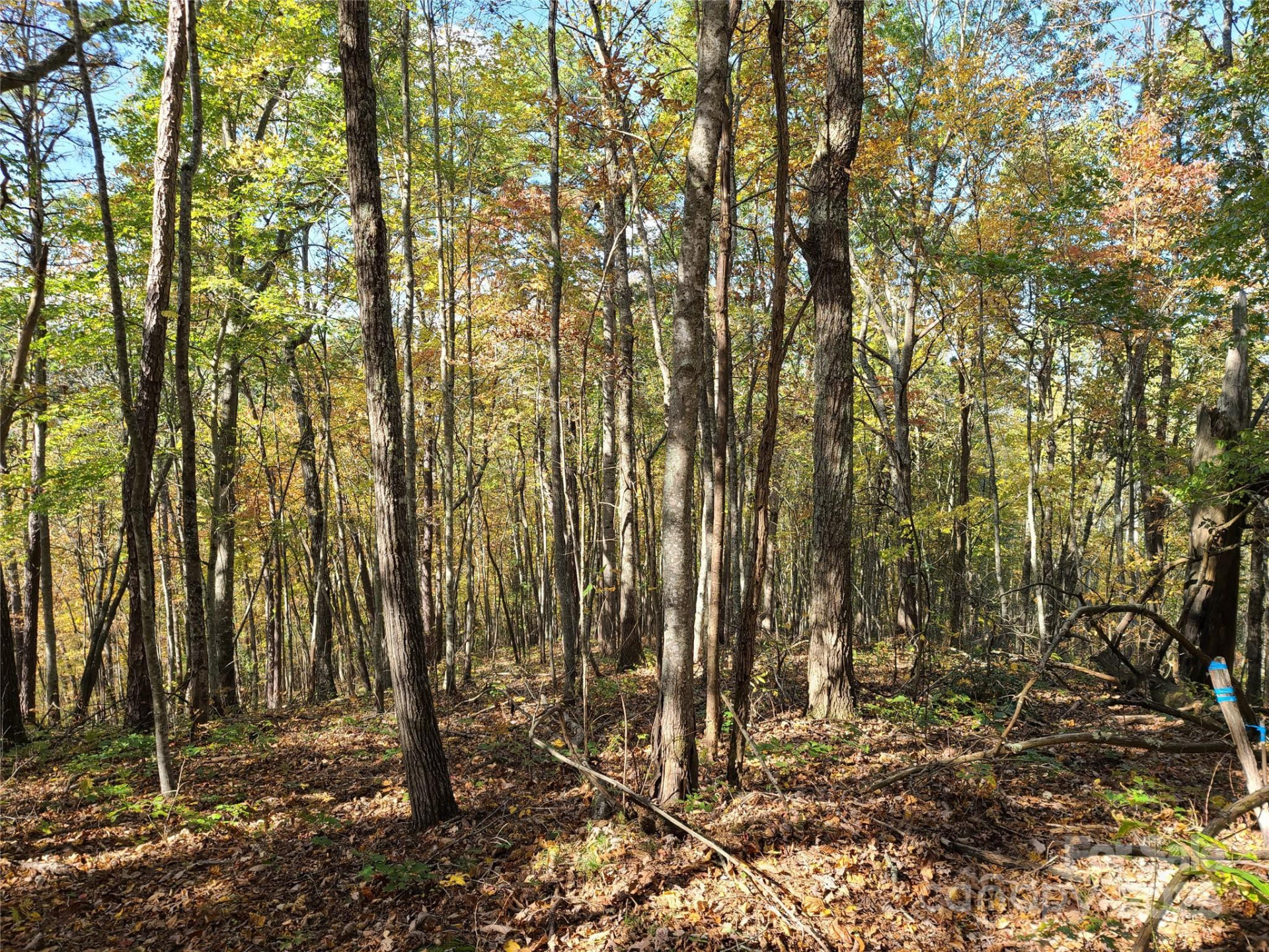 Tracts 2A & 2B Rabbit Skin Road - Photo 6