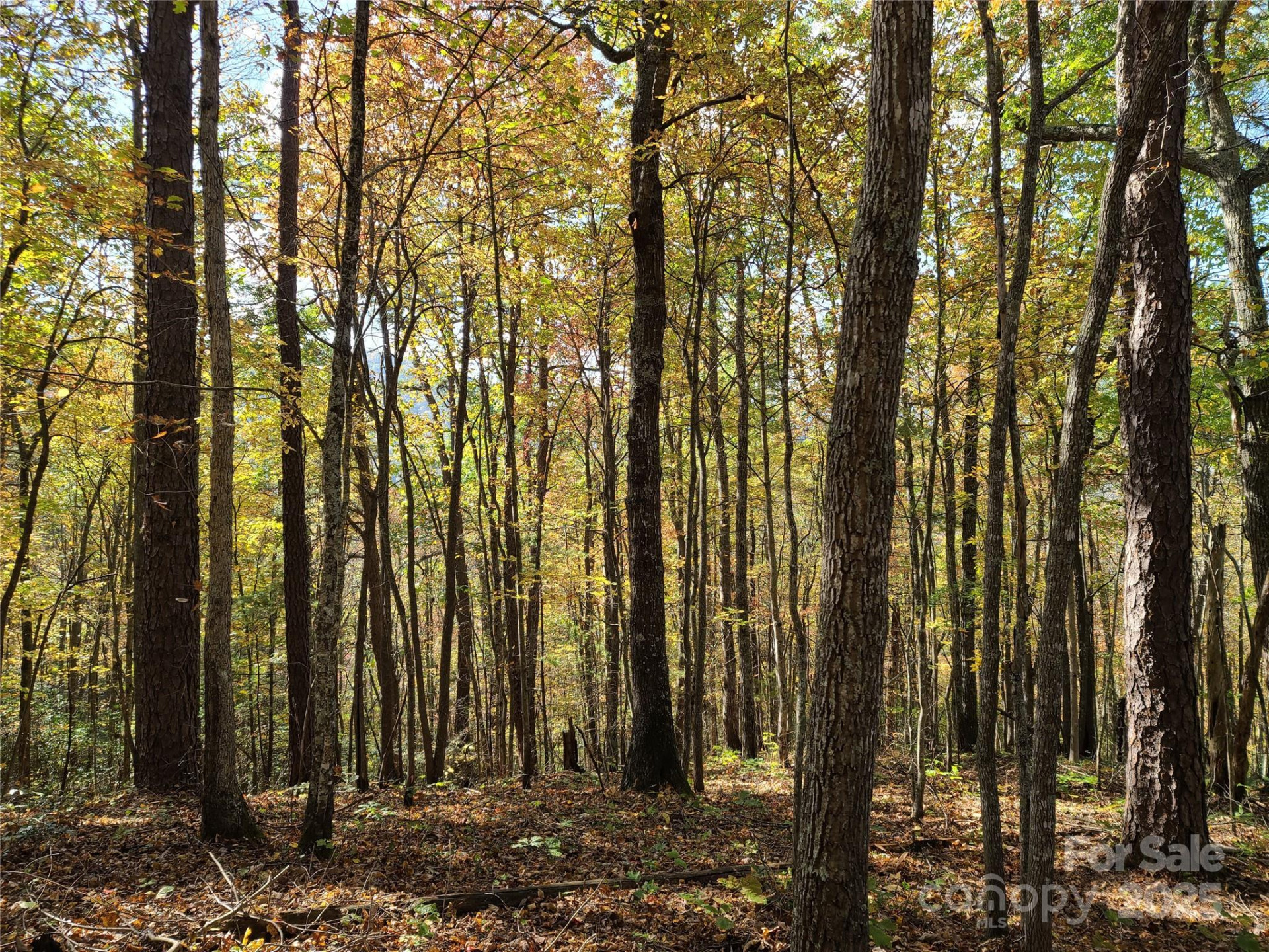 Tracts 2A & 2B Rabbit Skin Road - Photo 7
