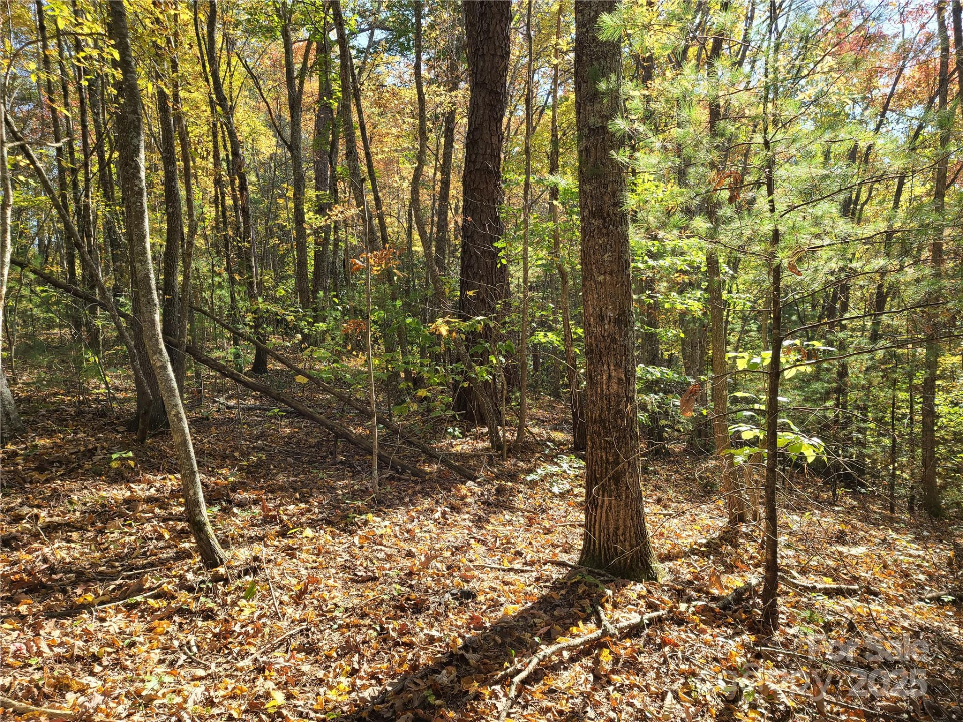 Tracts 2A & 2B Rabbit Skin Road - Photo 8