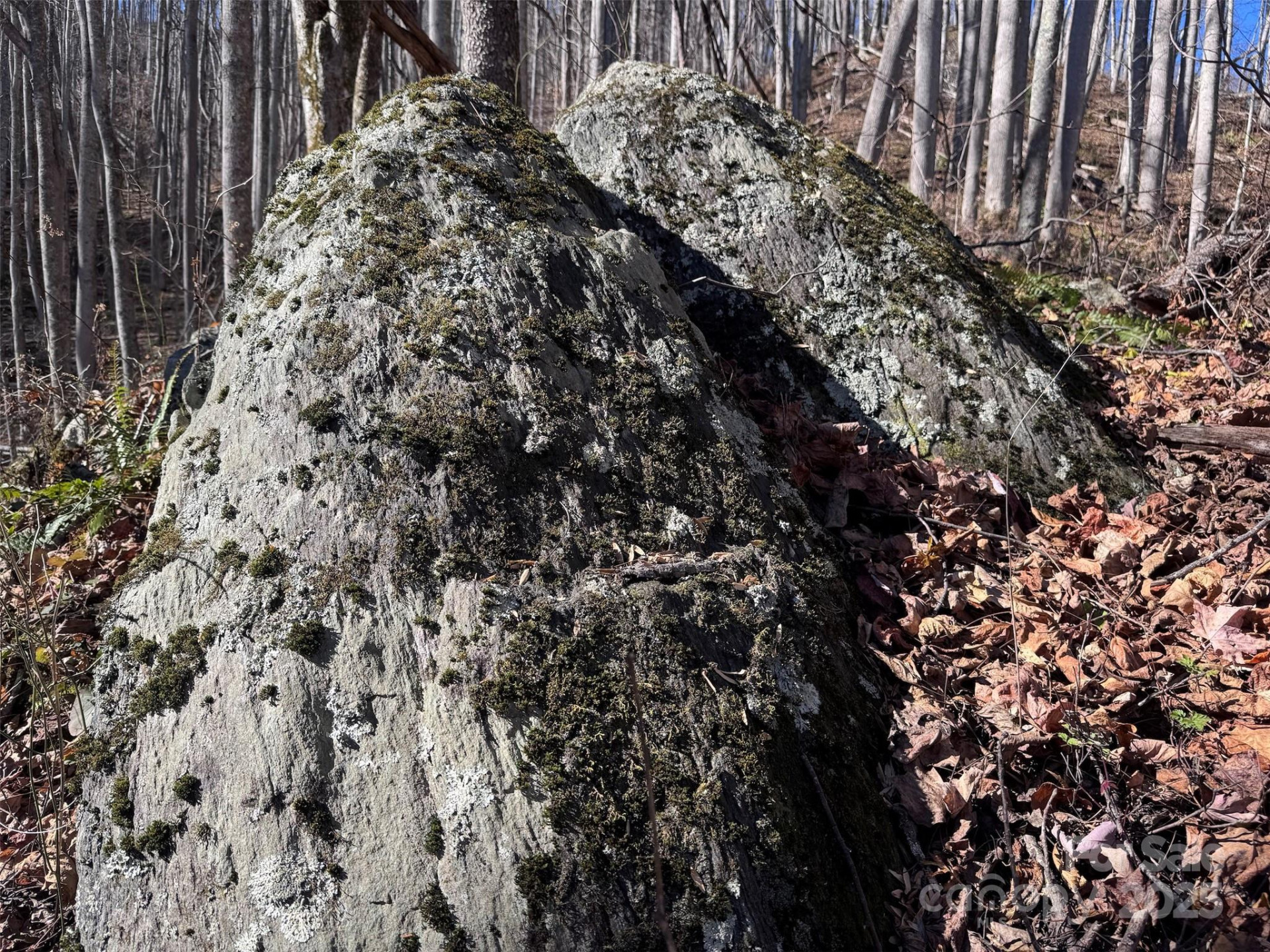 15 +/- Acres Riddle Branch Road - Photo 21