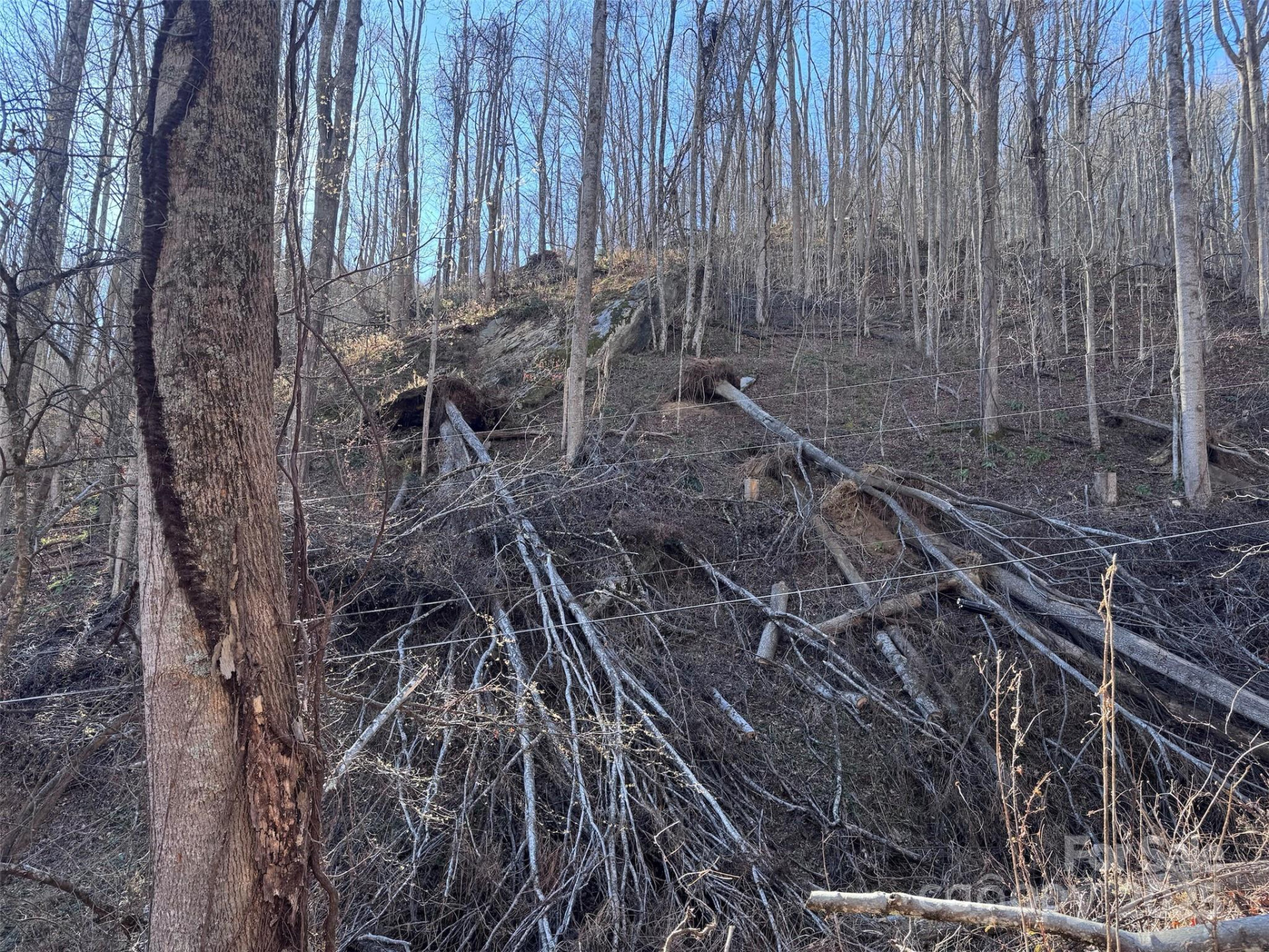 15 +/- Acres Riddle Branch Road - Photo 22