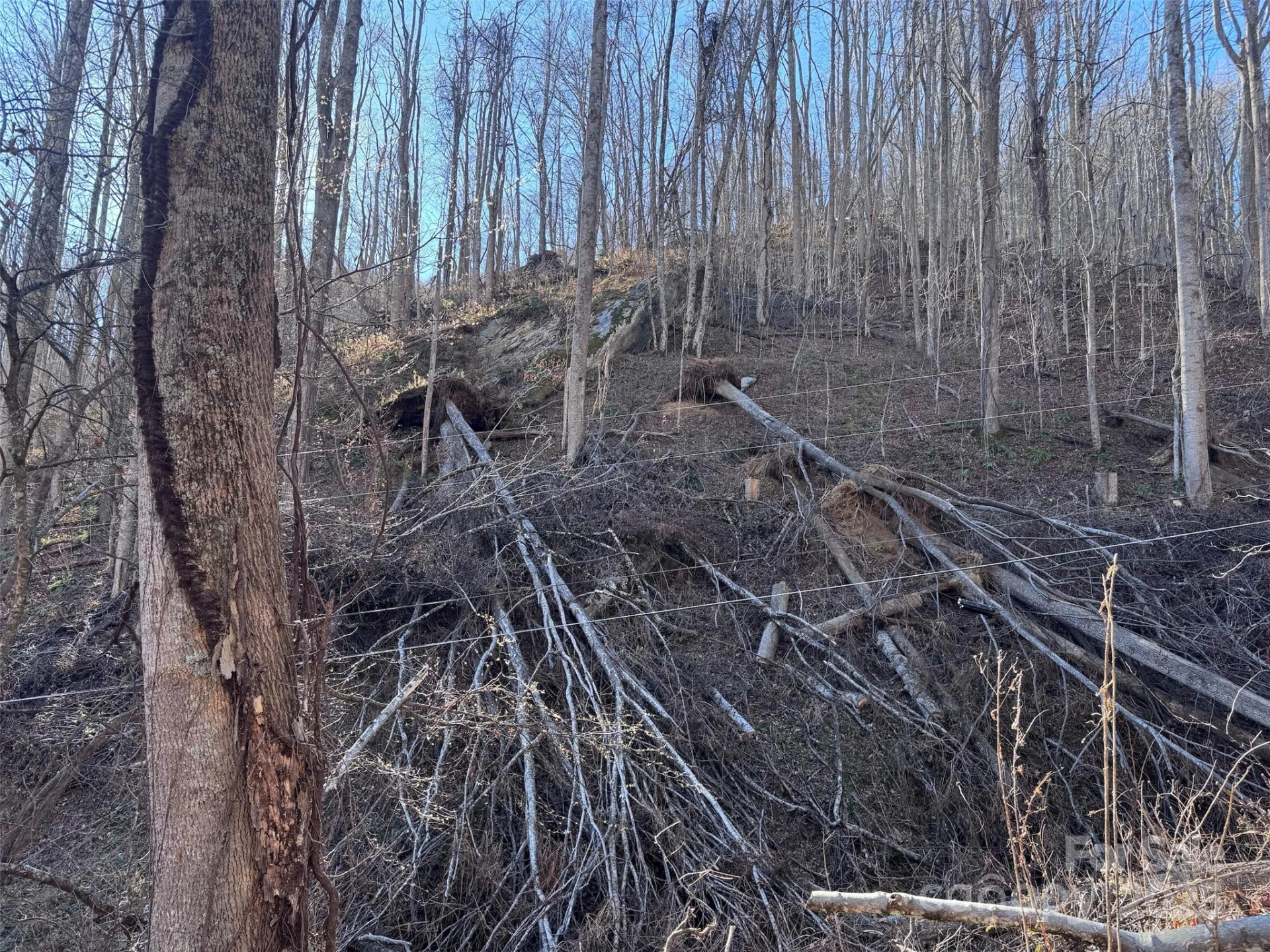 15 +/- Acres Riddle Branch Road - Photo 22