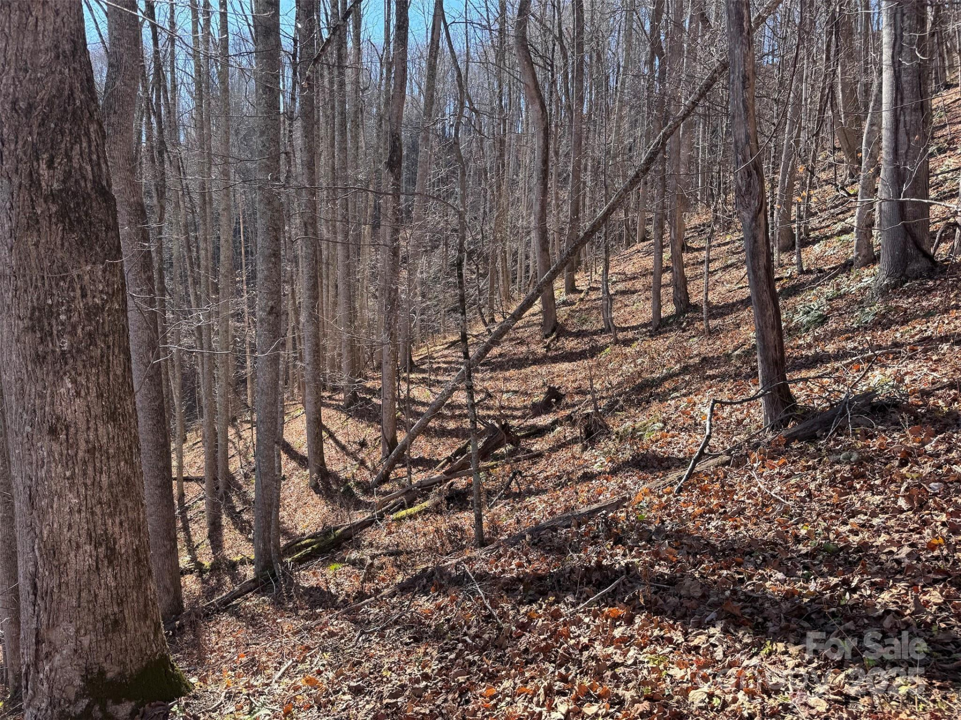 15 +/- Acres Riddle Branch Road - Photo 26