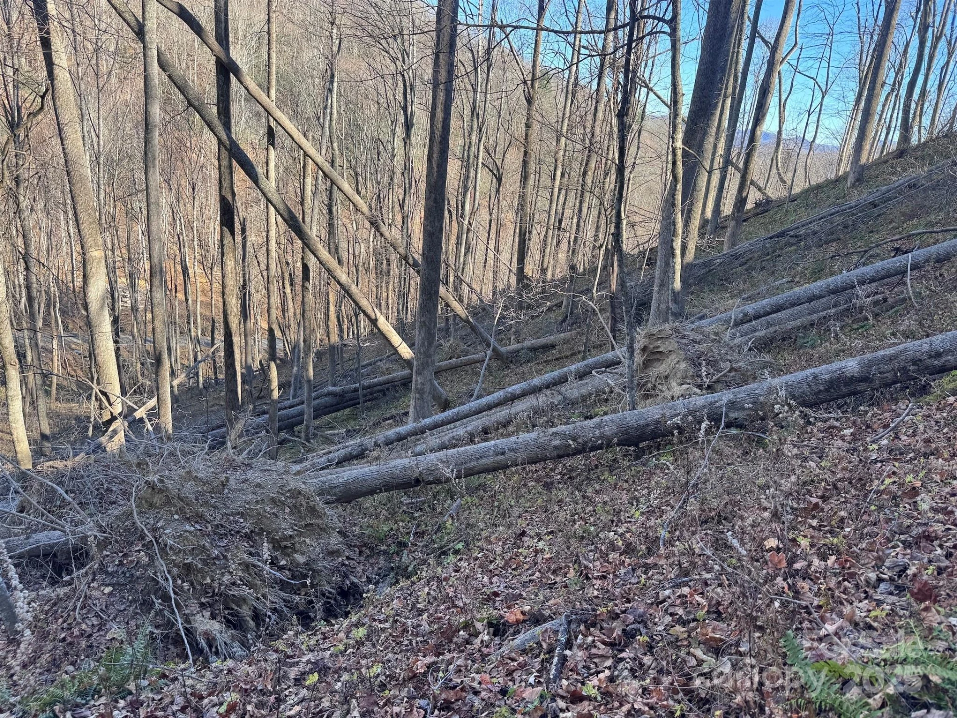 15 +/- Acres Riddle Branch Road - Photo 27