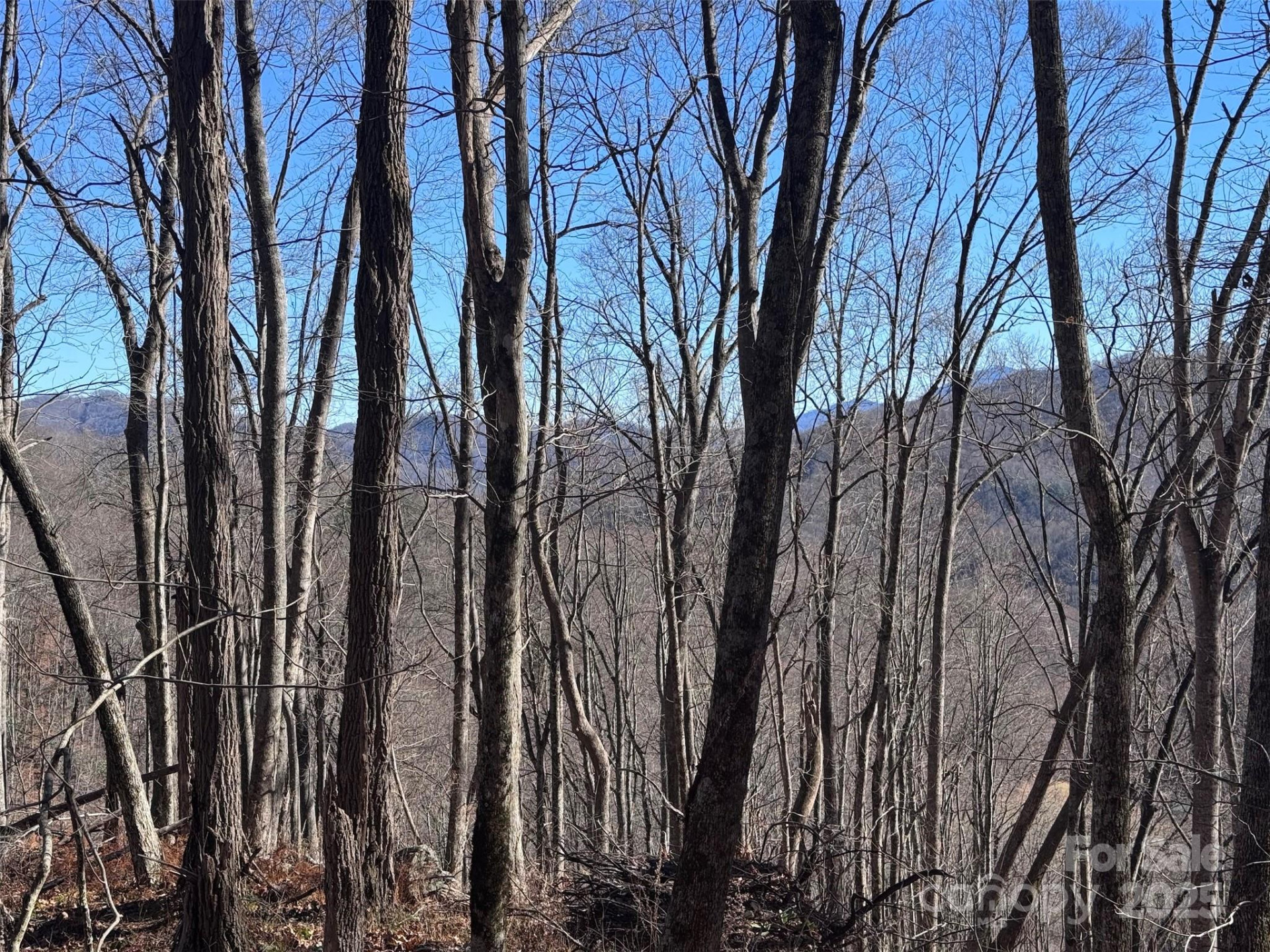 15 +/- Acres Riddle Branch Road - Photo 28