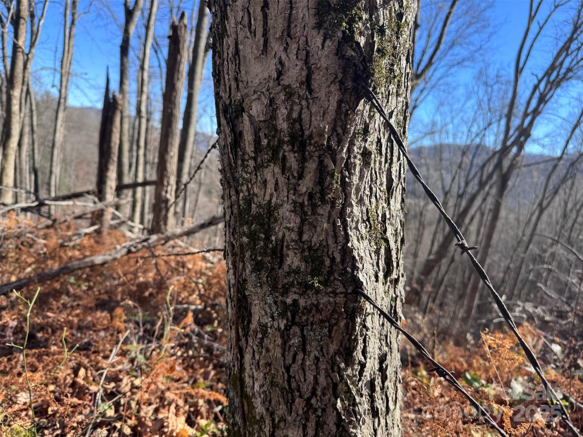 15 +/- Acres Riddle Branch Road - Photo 31