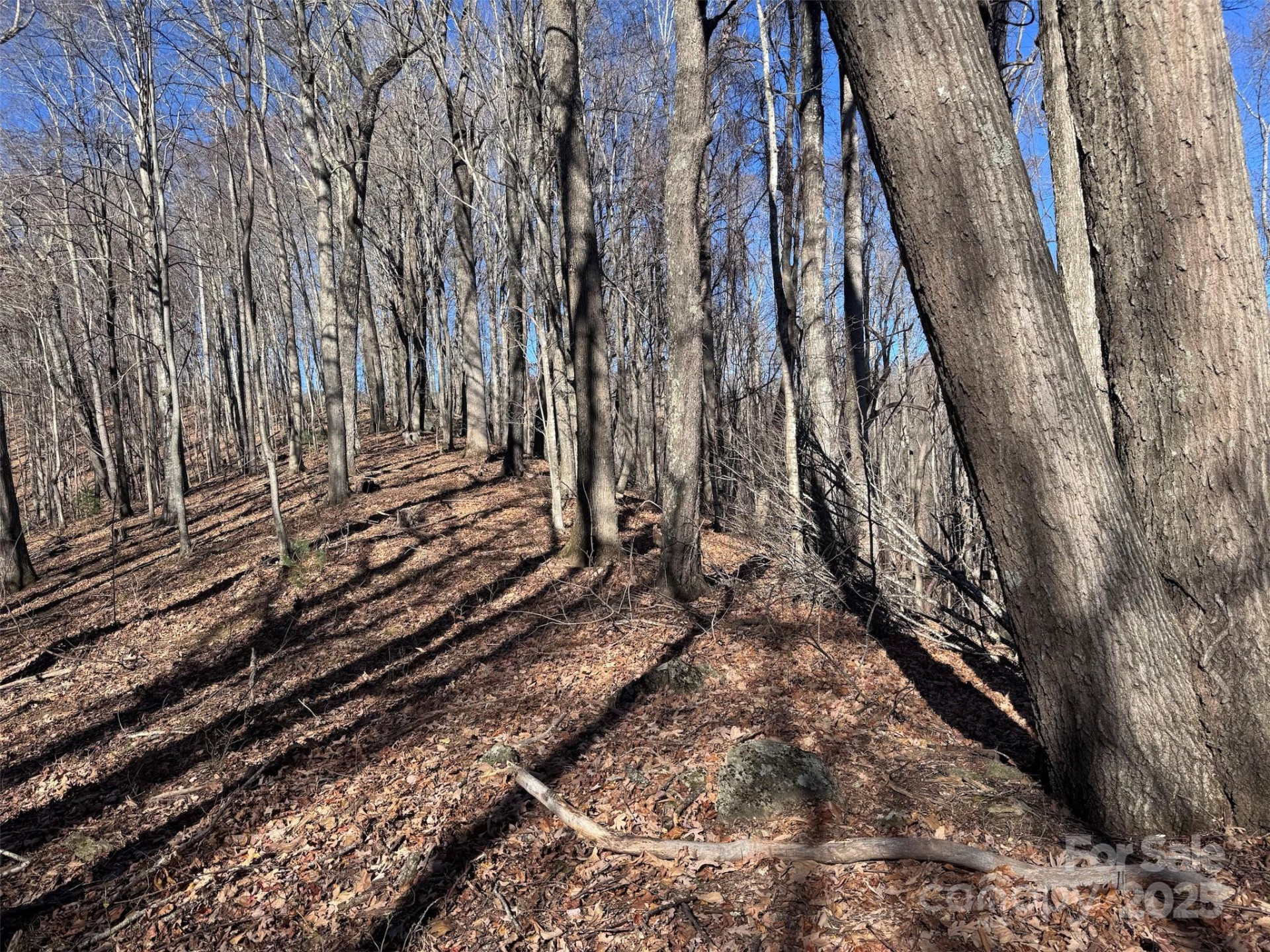 15 +/- Acres Riddle Branch Road - Photo 32